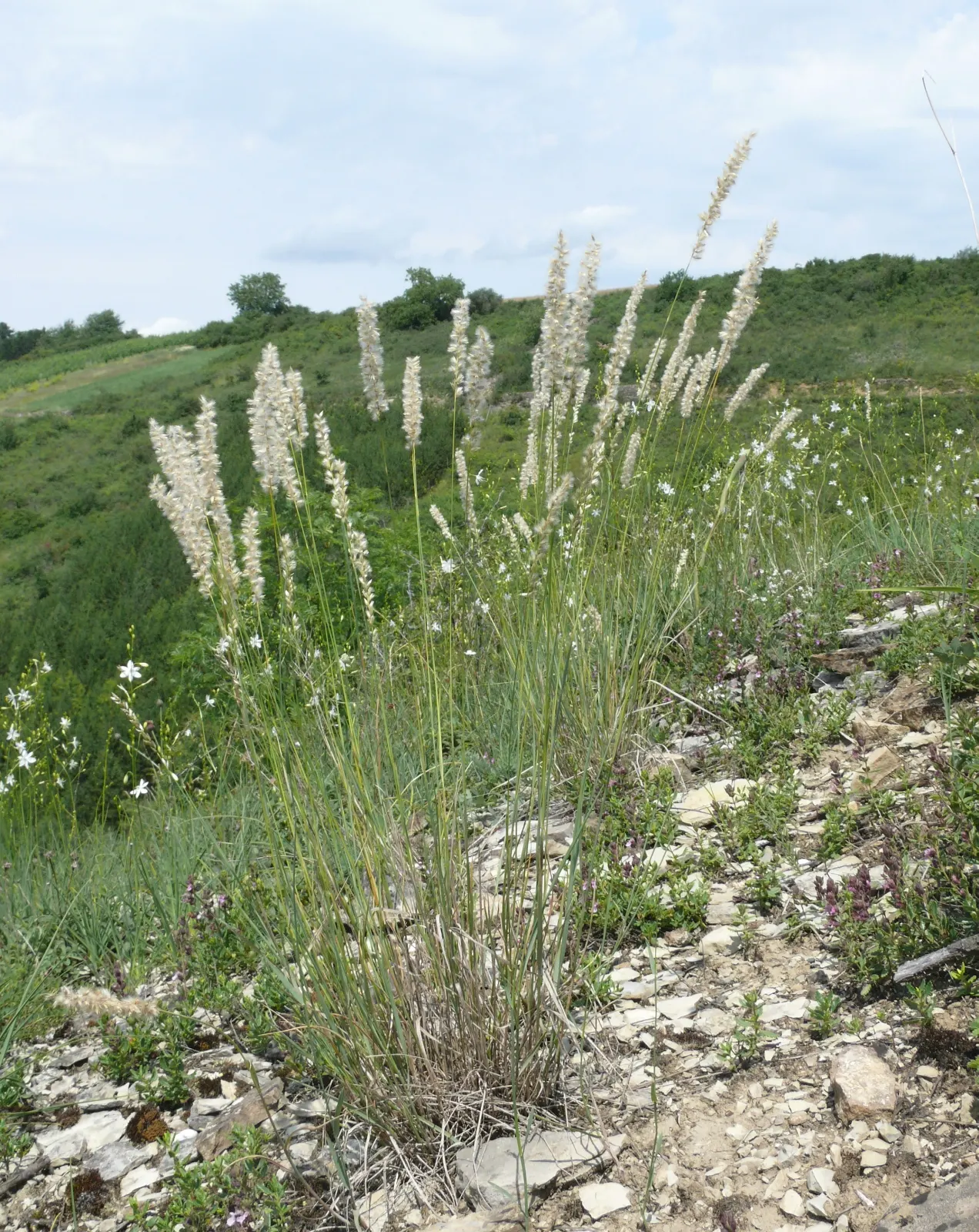 Spike-Spike Melic Grass (Melica Ciliata) — Spike-Spike Melic Grass (Melica ciliata) is a charming; offering a silky texture and movement to borders, image 49