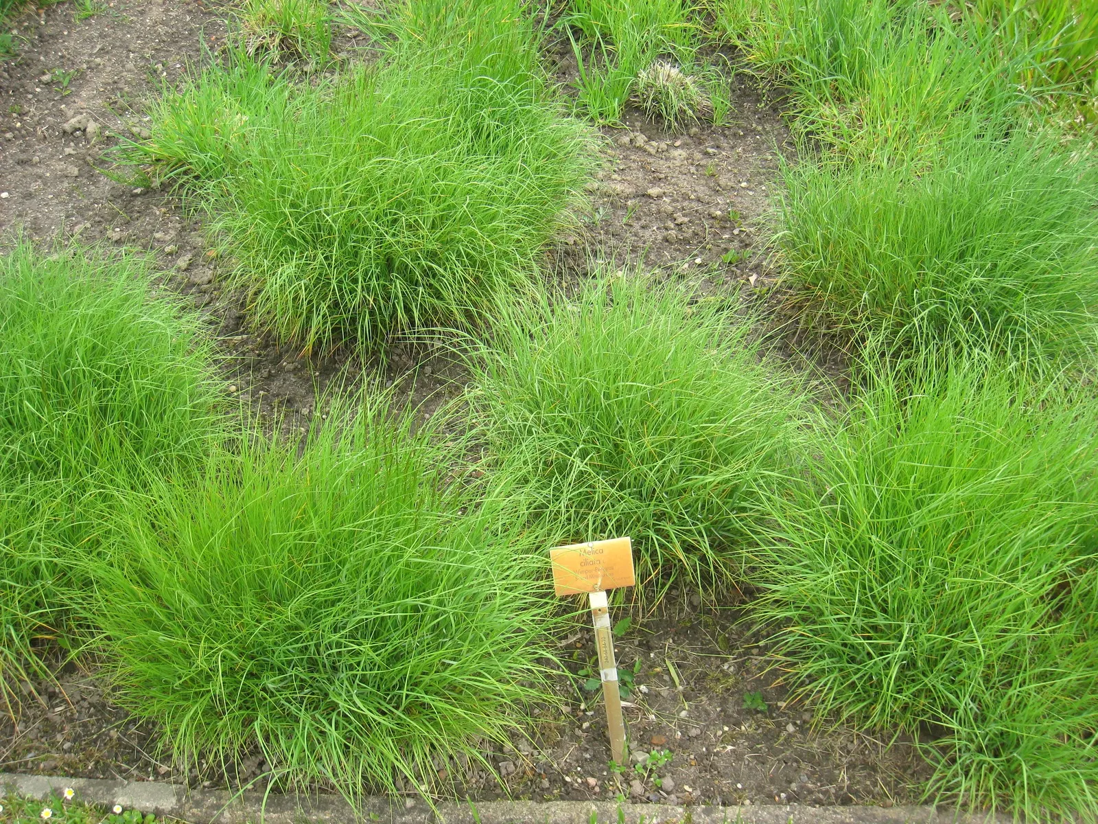 Spike-Spike Melic Grass (Melica Ciliata) — This charming perennial grass is favored for its fine foliage and airy flowering spikes
