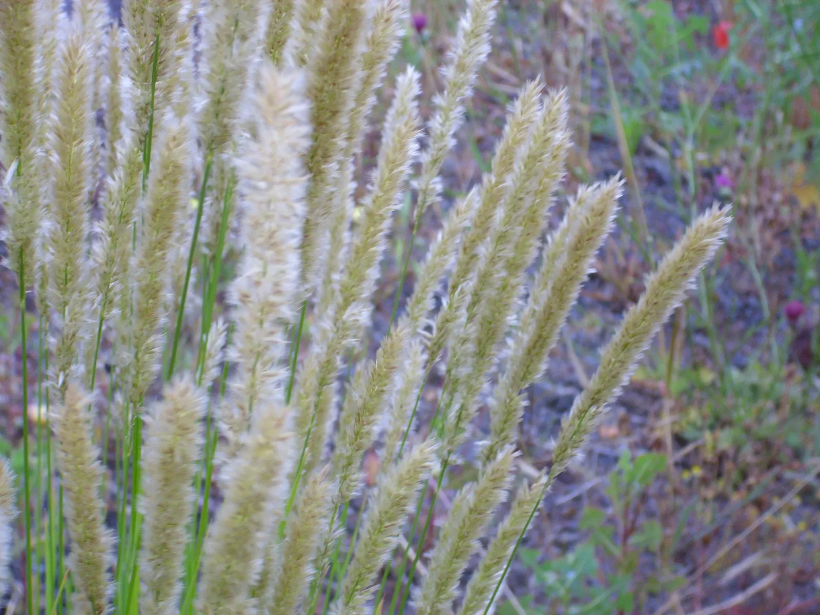 Spike-Spike Melic Grass (Melica Ciliata) — it reaches a height between 1 to 2 feet and spreads about 1 foot wide; preferring partial shade to full sun exposure