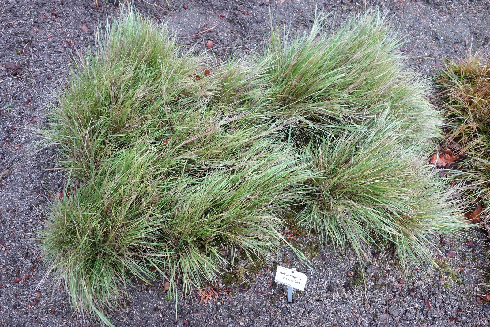 Spike-Spike Melic Grass (Melica Ciliata) — Thriving in partial shade, it reaches up to 2 feet in height and spreads approximately 1 foot; bright green leaves