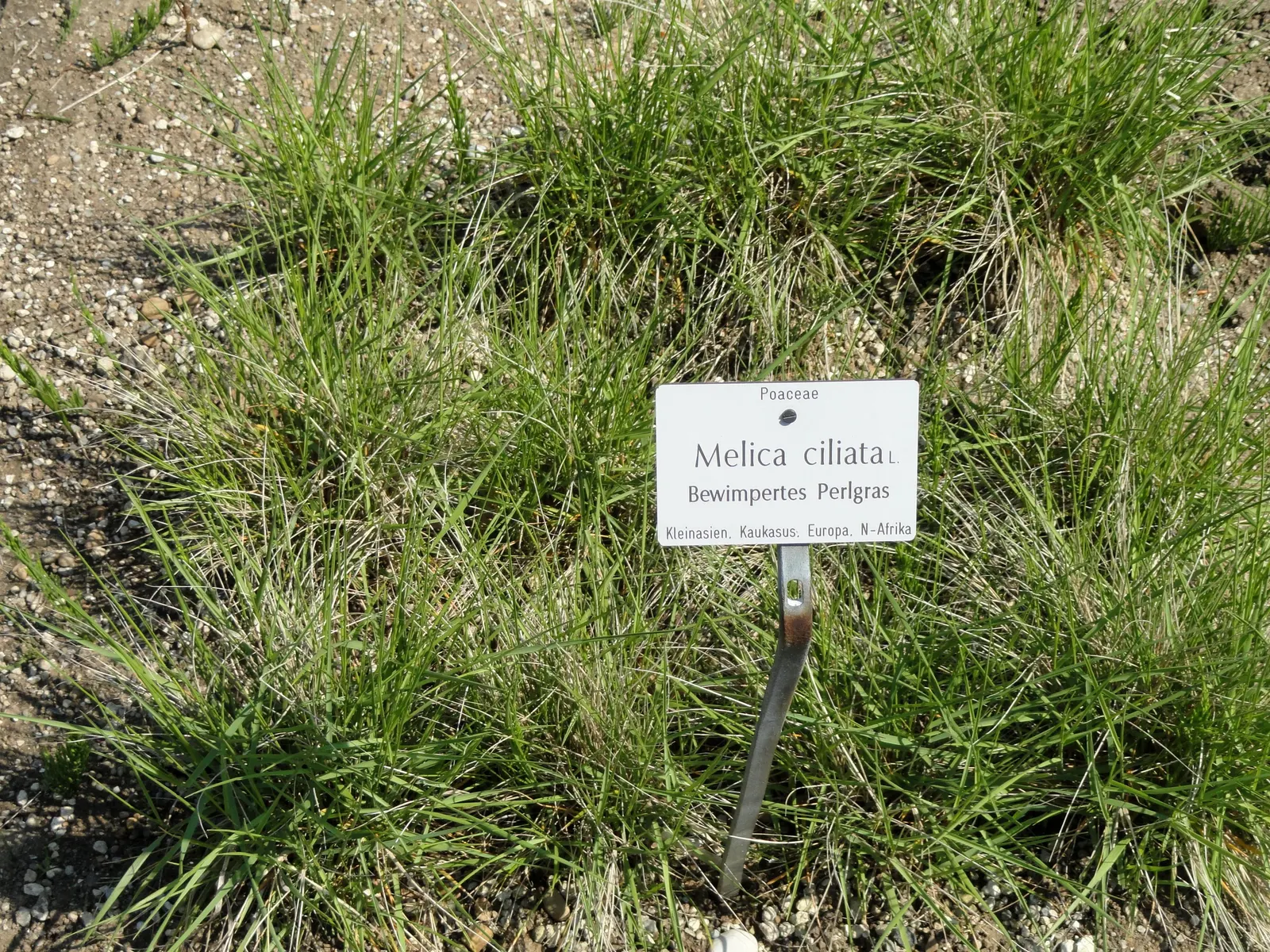 Spike-Spike Melic Grass (Melica Ciliata) — nodding spikes adorned with silky hairs that glint in the sunlight; complementing adjacent flowering plants and