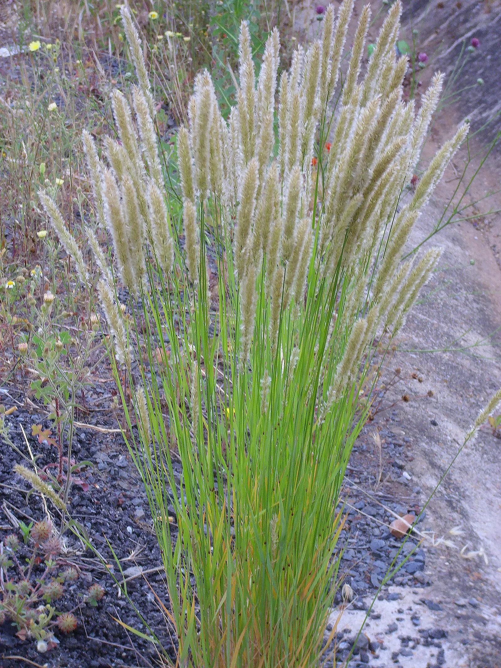 Spike-Spike Melic Grass (Melica Ciliata) — commonly referred to as Silky Spike Melic Grass; white flowers in the garden