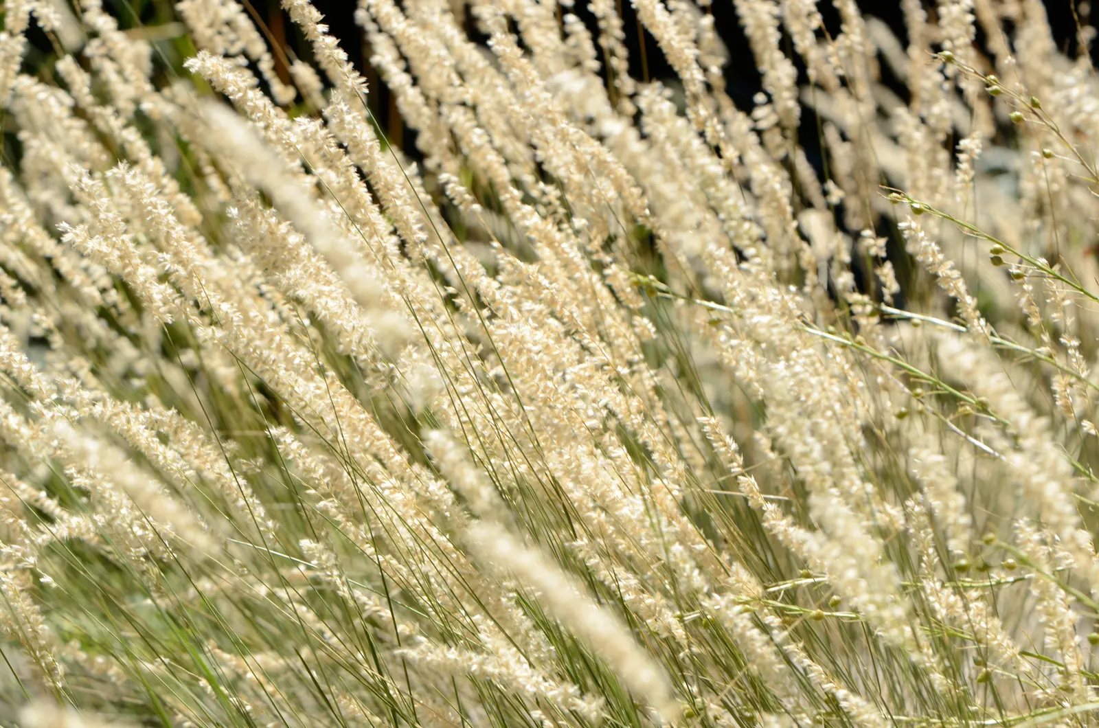Spike-Spike Melic Grass (Melica Ciliata) — This low-maintenance grass prefers well-drained soil