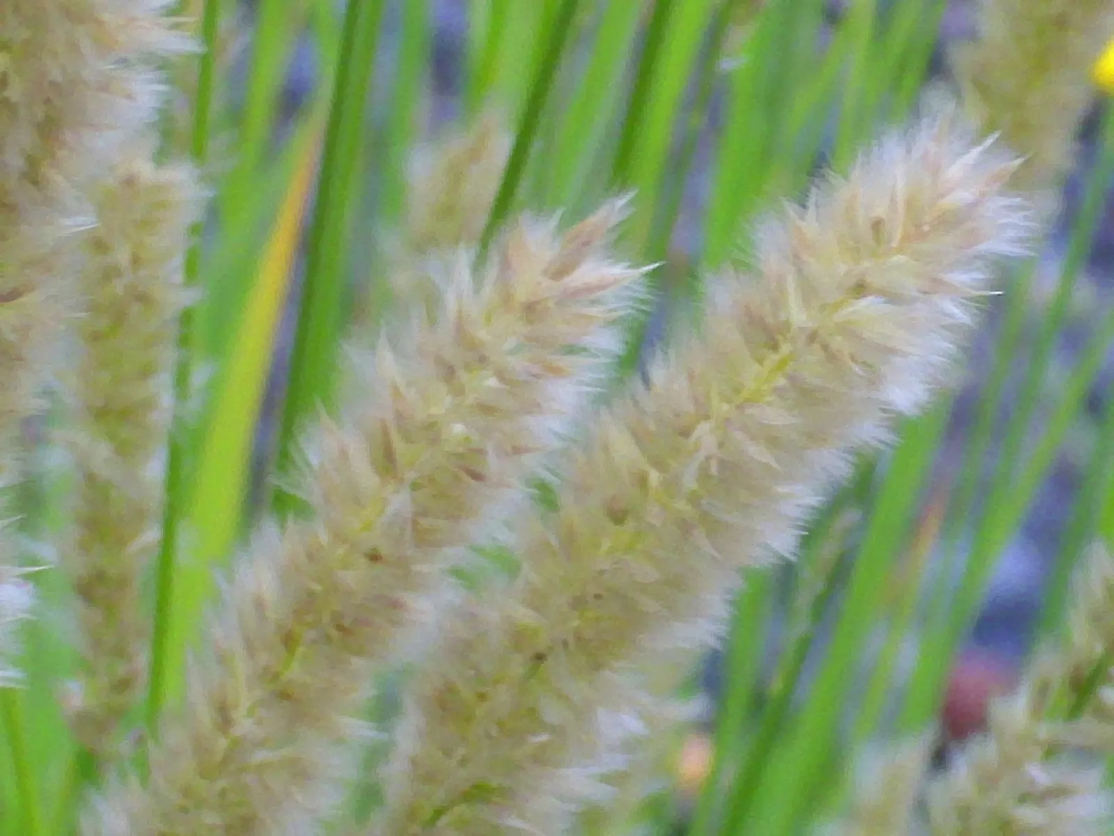 Spike-Spike Melic Grass (Melica Ciliata) — In late spring to early summer; giving rise to its common name
