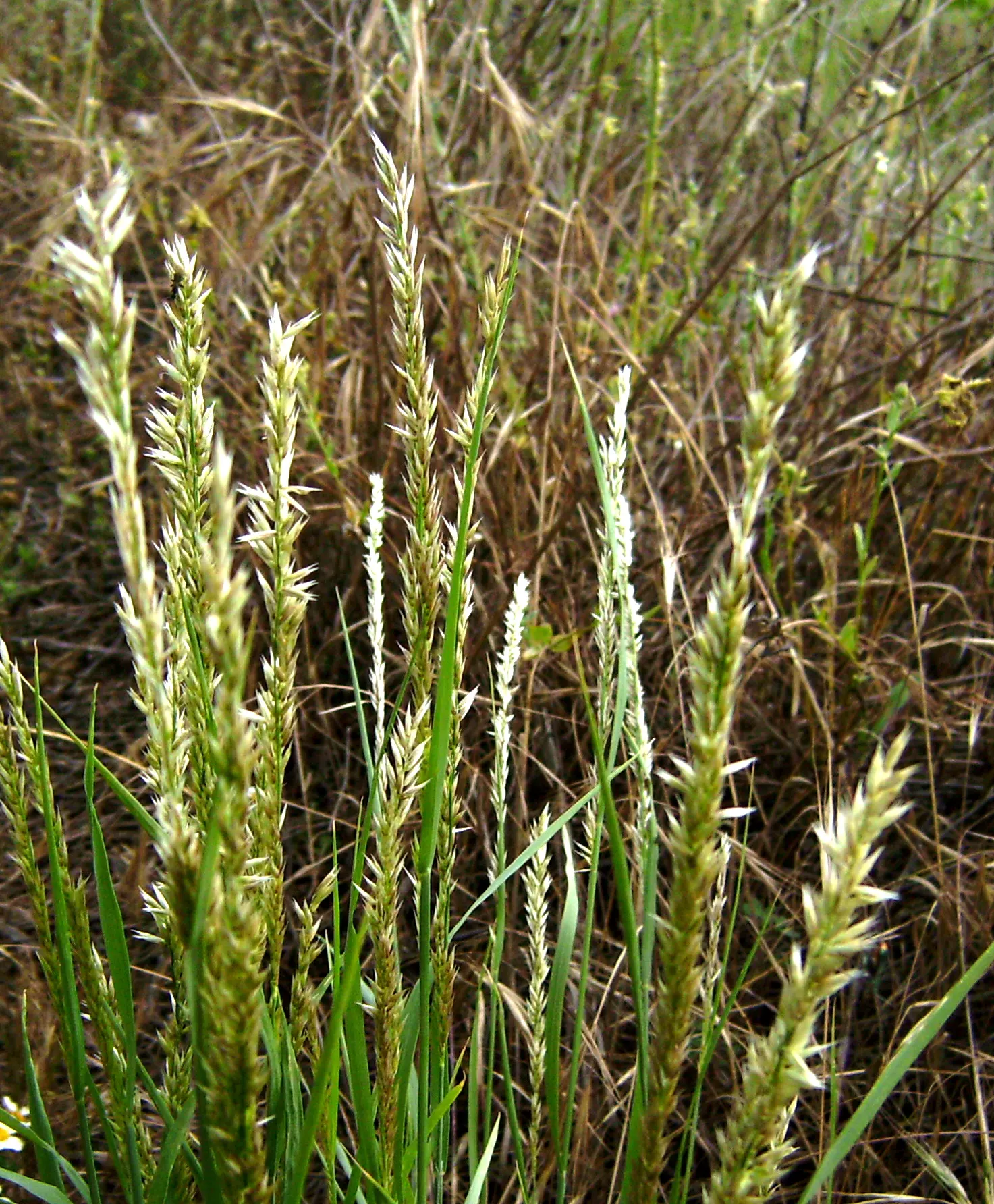Spike-Spike Melic Grass (Melica Ciliata) — In late spring to early summer