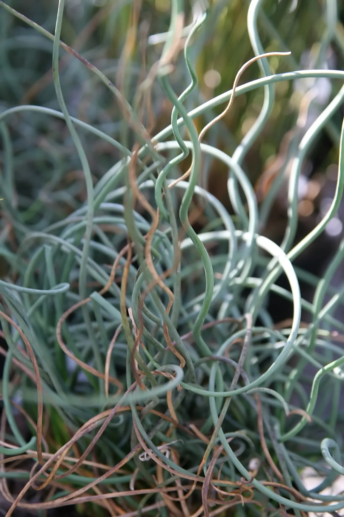 Blue Medusa Rush (Juncus Inflexus 'Afro') — flaunting steel-blue spirals that resemble Medusa's serpentine locks