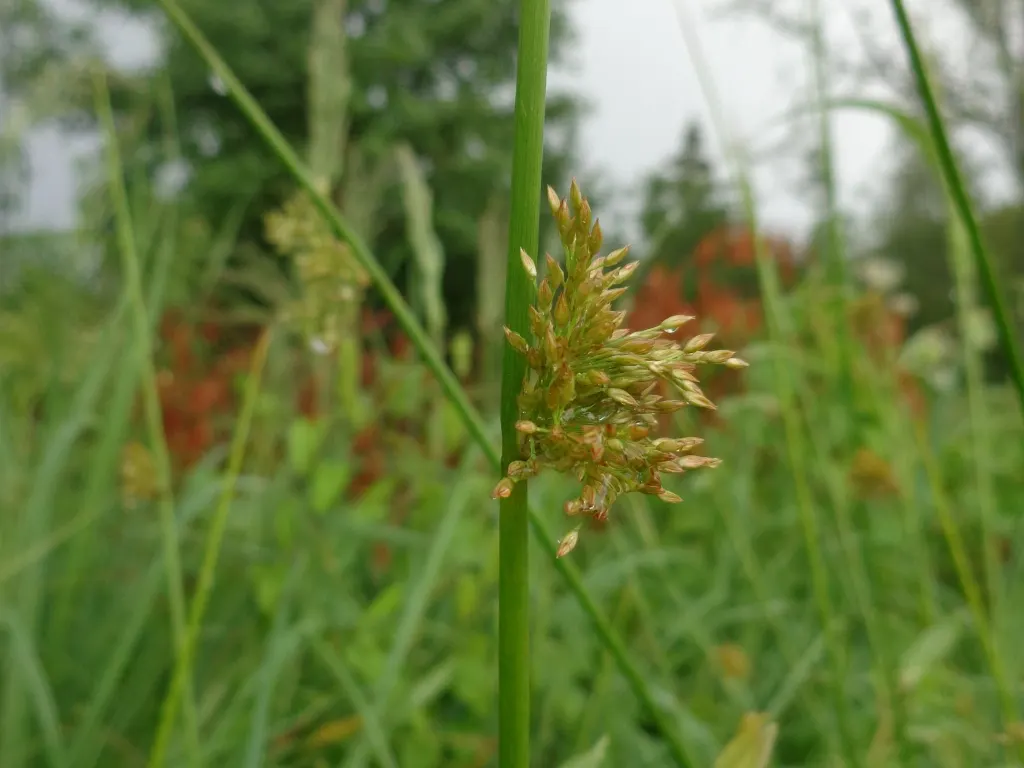 Blue Medusa Rush (Juncus Inflexus 'Afro') — Blue Medusa Rush (Juncus inflexus 'Afro') is a striking ornamental grass