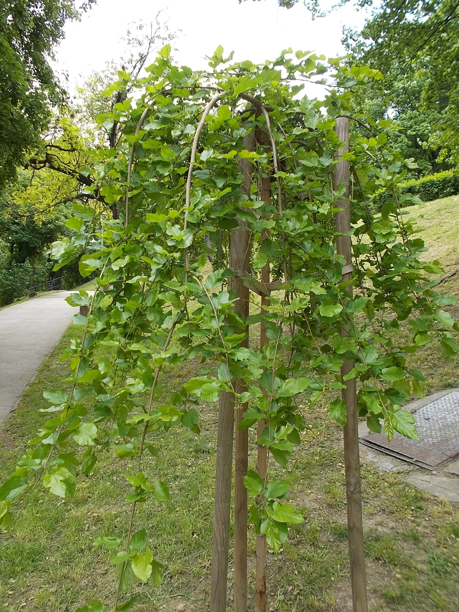 Weeping White Mulberry (Morus Alba 'Pendula') — remarkable for its cascading branches