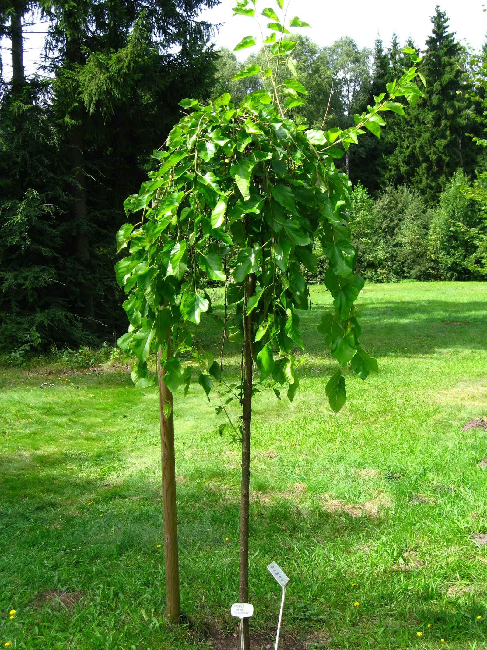 Weeping White Mulberry (Morus Alba 'Pendula') — with increased needs in extreme heat.<br><br>When incorporating Morus alba 'Pendula' into a landscape