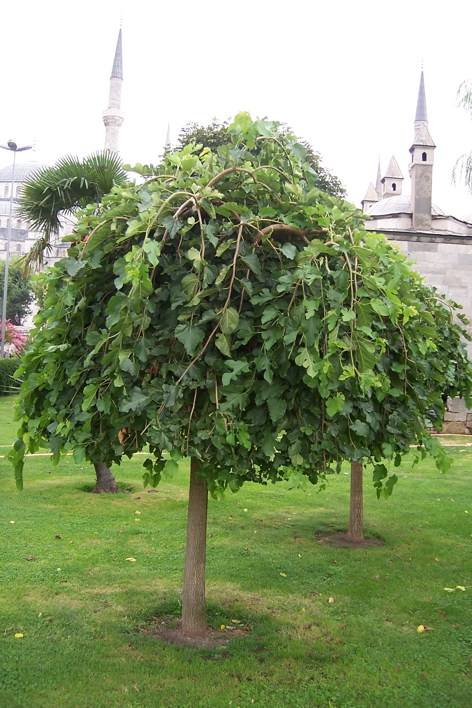 Weeping White Mulberry (Morus Alba 'Pendula') — It is adaptable to various soil types, including clay, loam, or sandy soils
