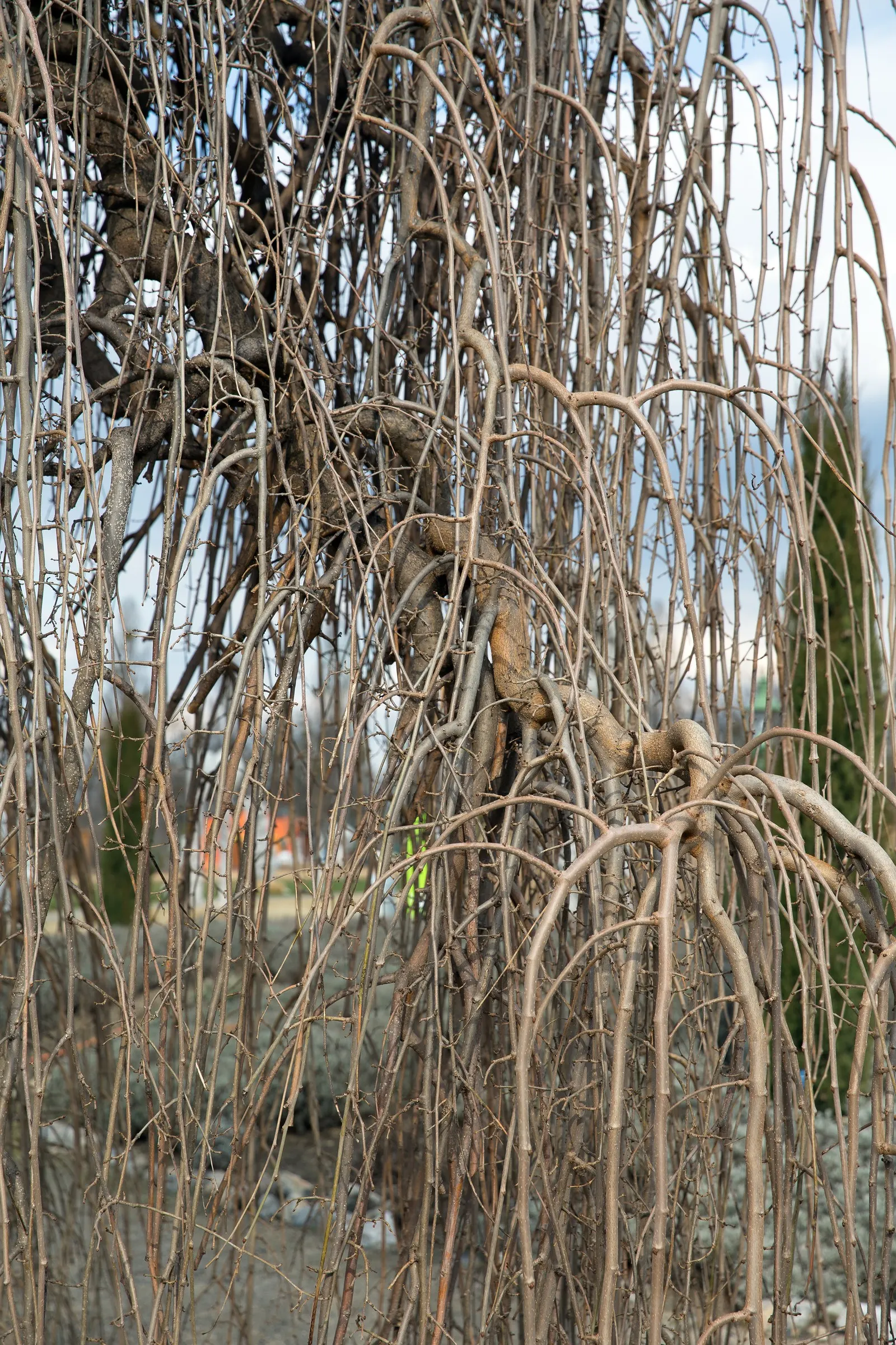 Weeping White Mulberry (Morus Alba 'Pendula') — The Weeping White Mulberry (Morus alba 'Pendula') is a picturesque; adaptable to various soil conditions, it