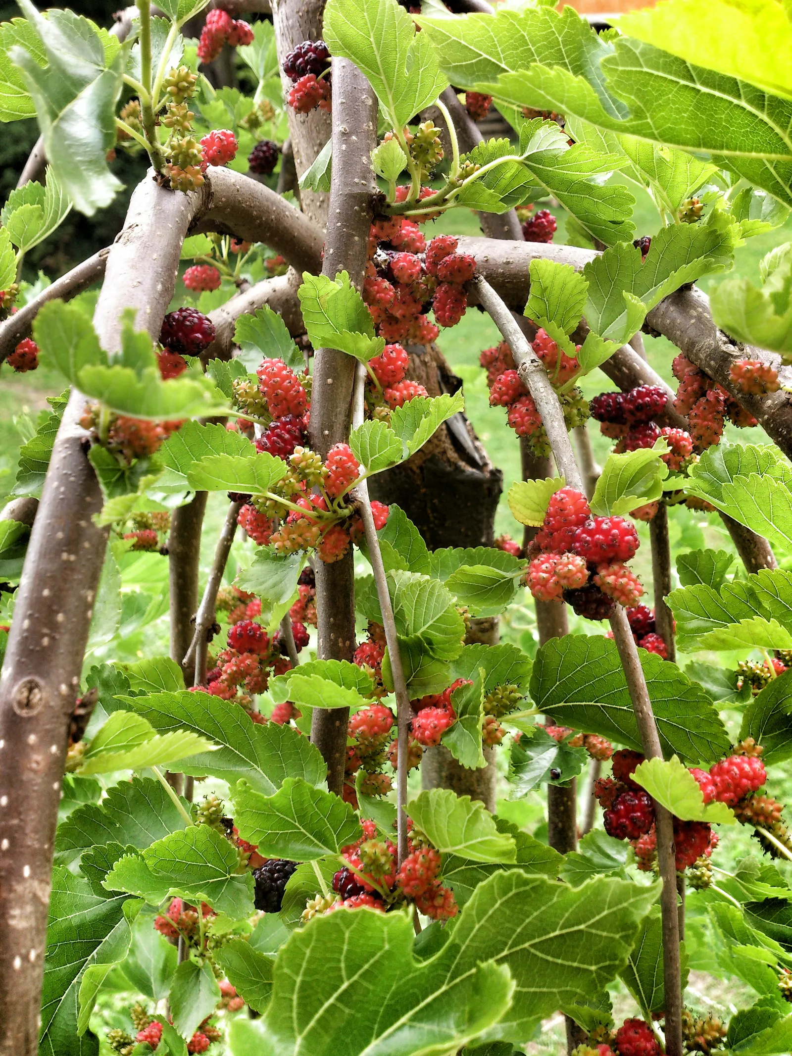 Weeping White Mulberry (Morus Alba 'Pendula') — Producing minimal fruit, it's low-maintenance, ideal for accentuating gardens or as a focal point