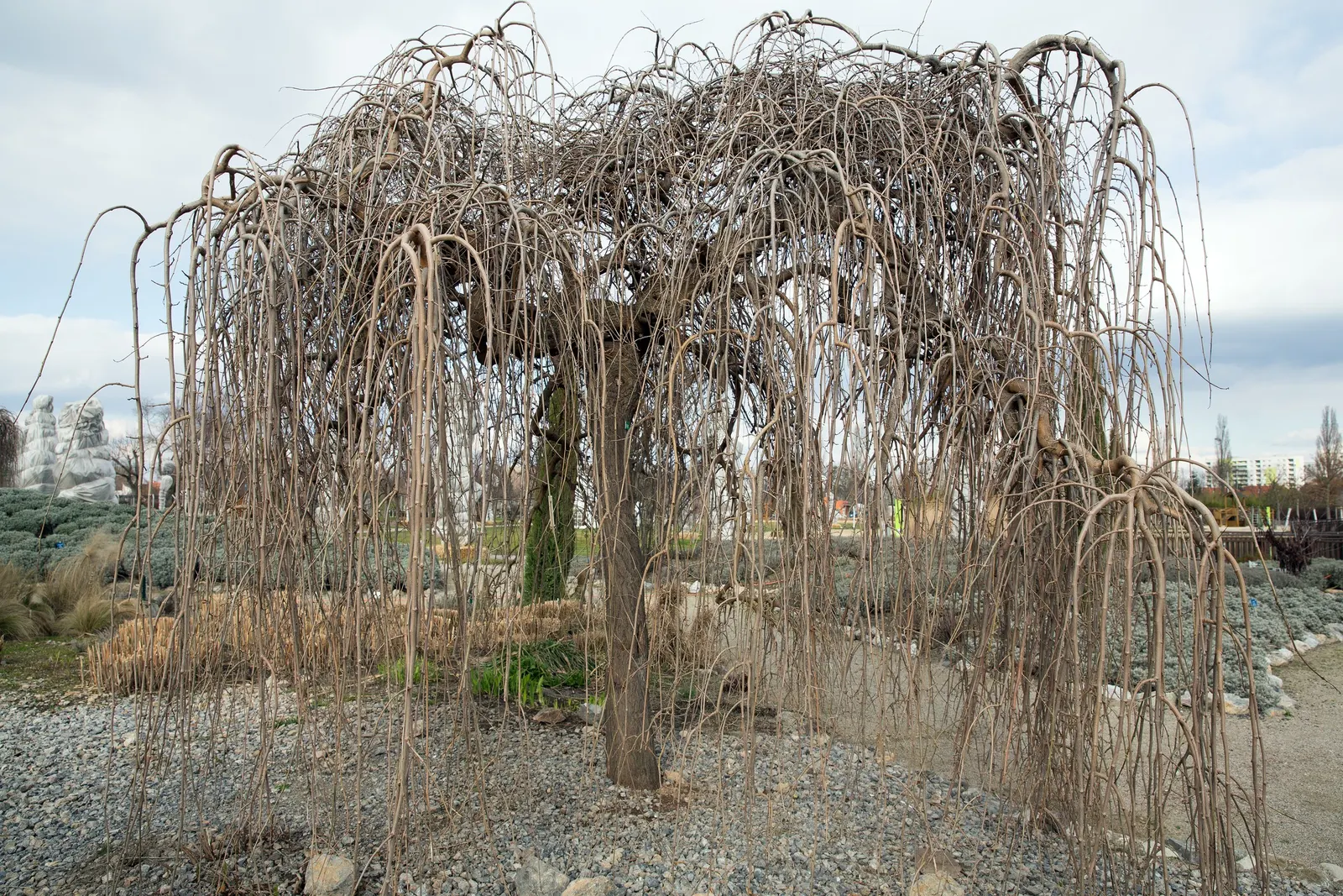Weeping White Mulberry (Morus Alba 'Pendula') — Adaptable to various soil conditions, it flourishes in full sun and offers lush, glossy green foliage