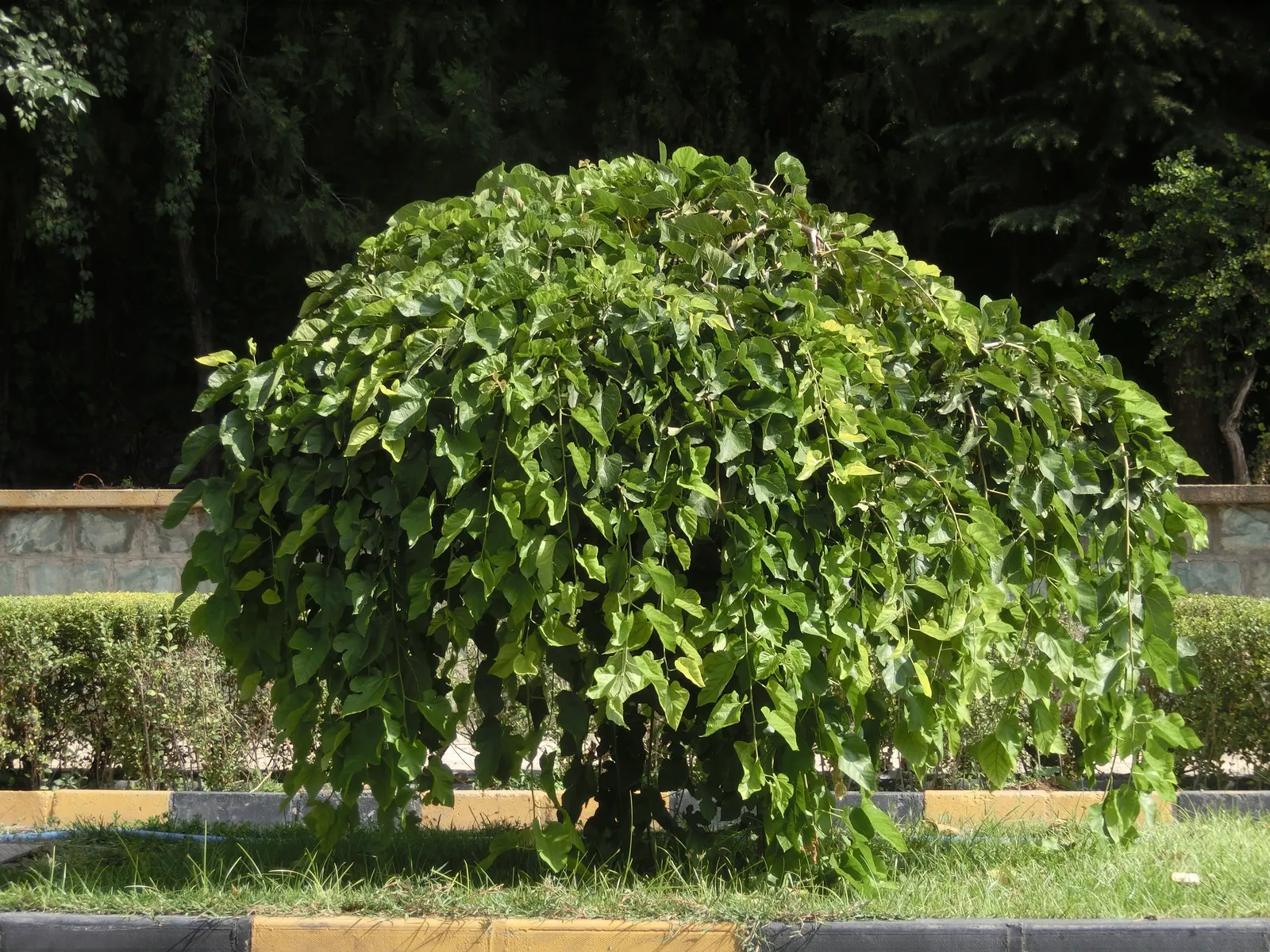 Weeping White Mulberry (Morus Alba 'Pendula') — curating a rounded and umbrella-like canopy that can gracefully descend to the ground.<br><br>The heart-shaped