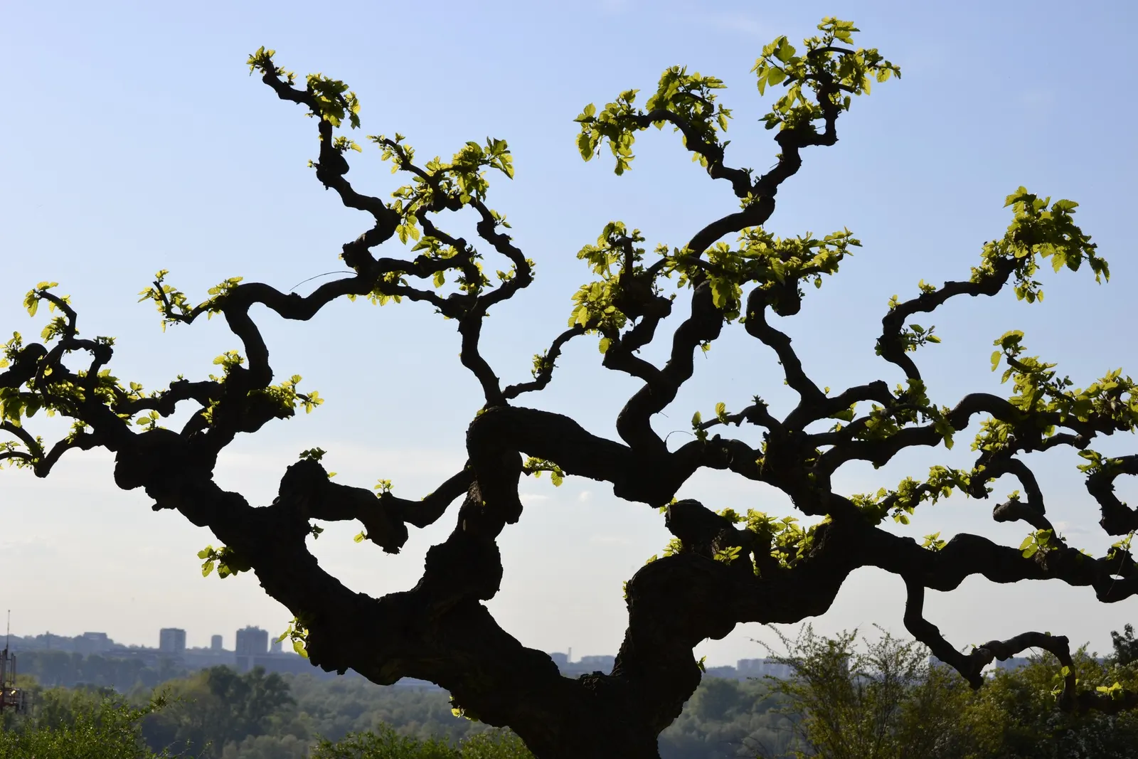 Weeping White Mulberry (Morus Alba 'Pendula') — The tree exhibits impressive hardiness