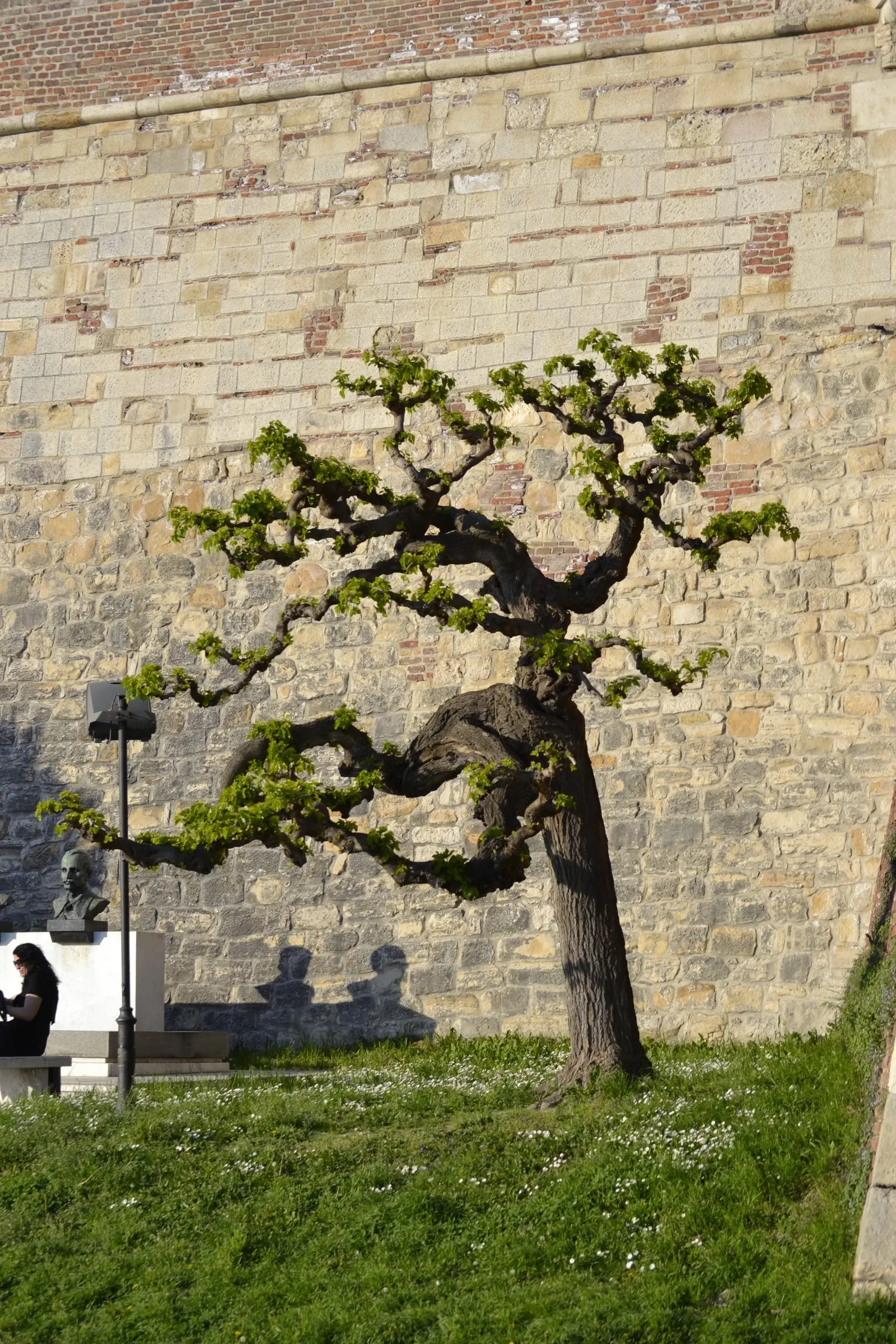 Weeping White Mulberry (Morus Alba 'Pendula') — and requires moderate water