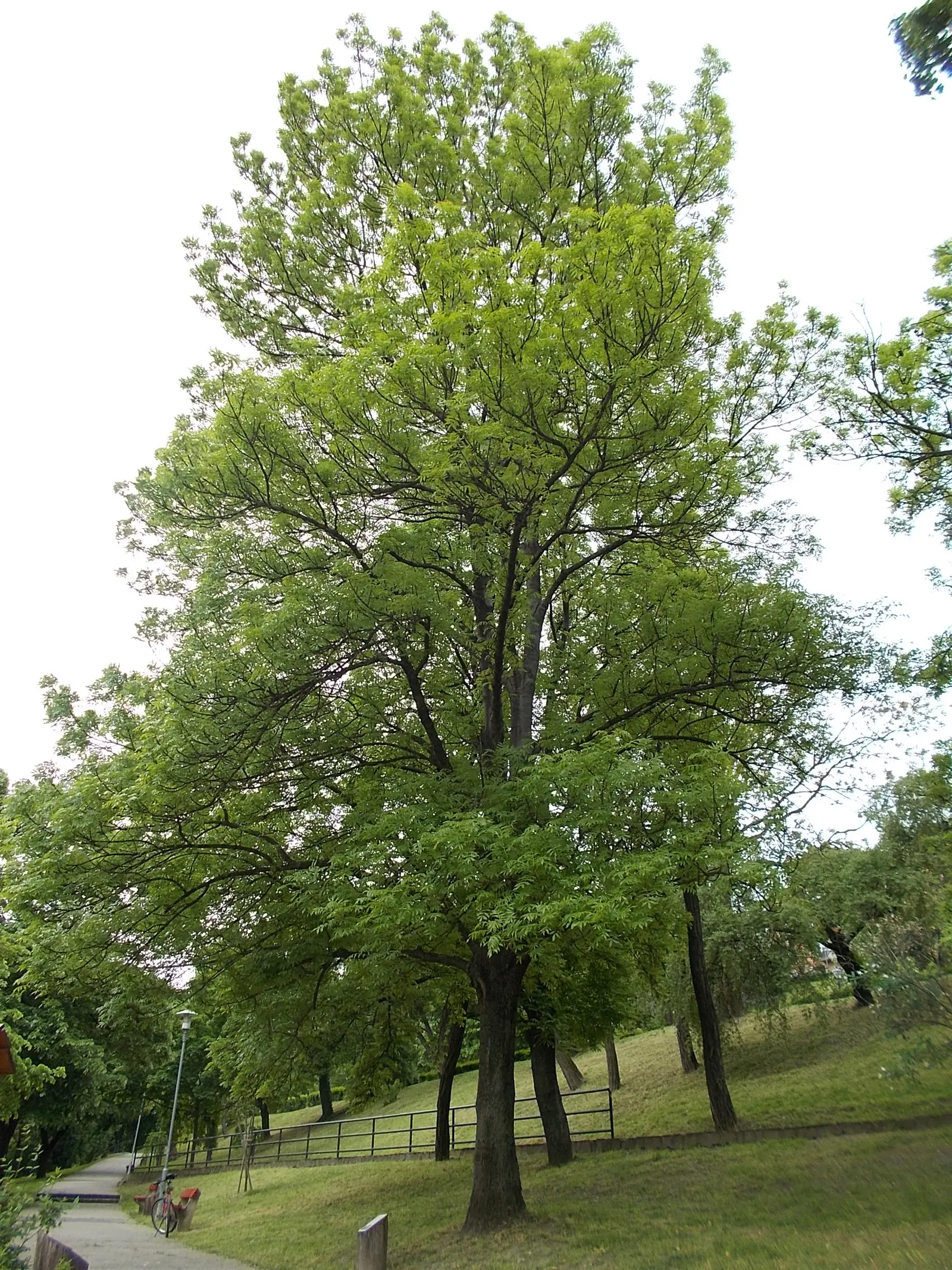 Weeping White Mulberry (Morus Alba 'Pendula') — which is known for its edible fruit