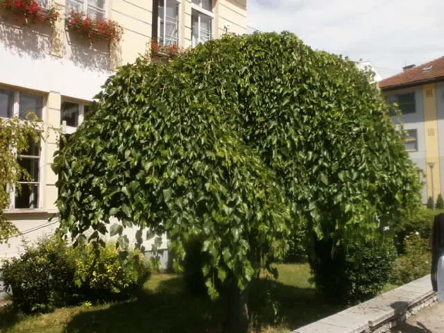 Weeping White Mulberry (Morus Alba 'Pendula') — A dwarf variety, it typically reaches 10 to 15 feet in height, spreading equally wide; making it a cleaner