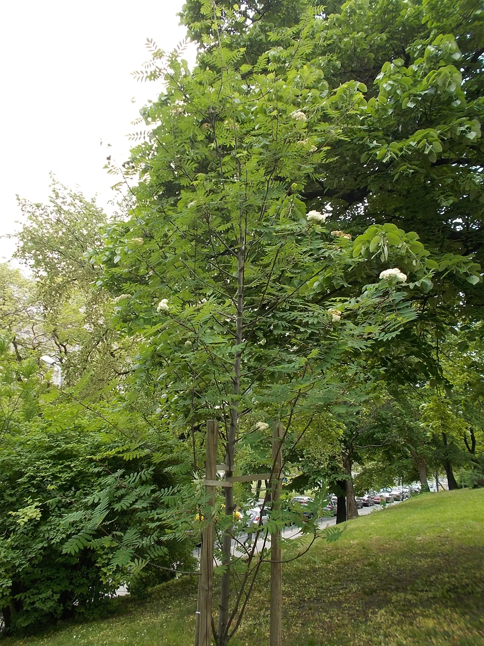 Weeping White Mulberry (Morus Alba 'Pendula') — With its unique weeping habit, it makes a captivating focal point in a landscape design