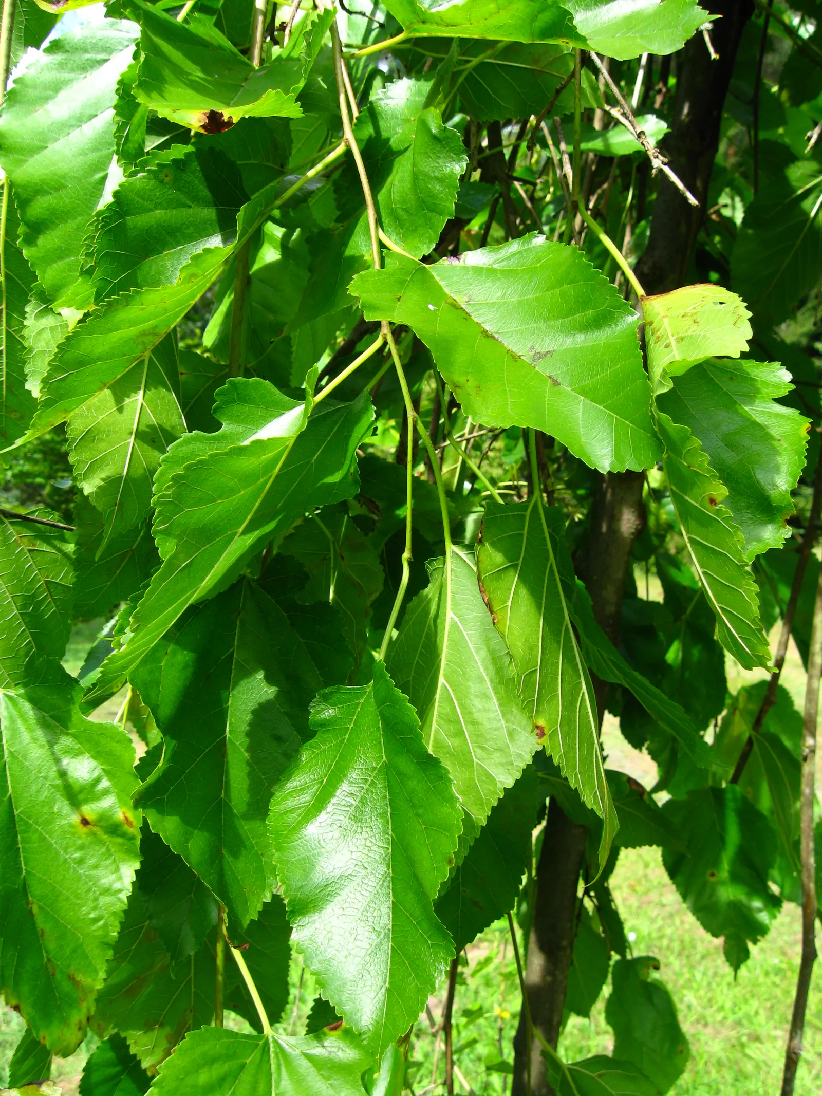 Weeping White Mulberry (Morus Alba 'Pendula') — suitable for USDA Zones 4 through 8