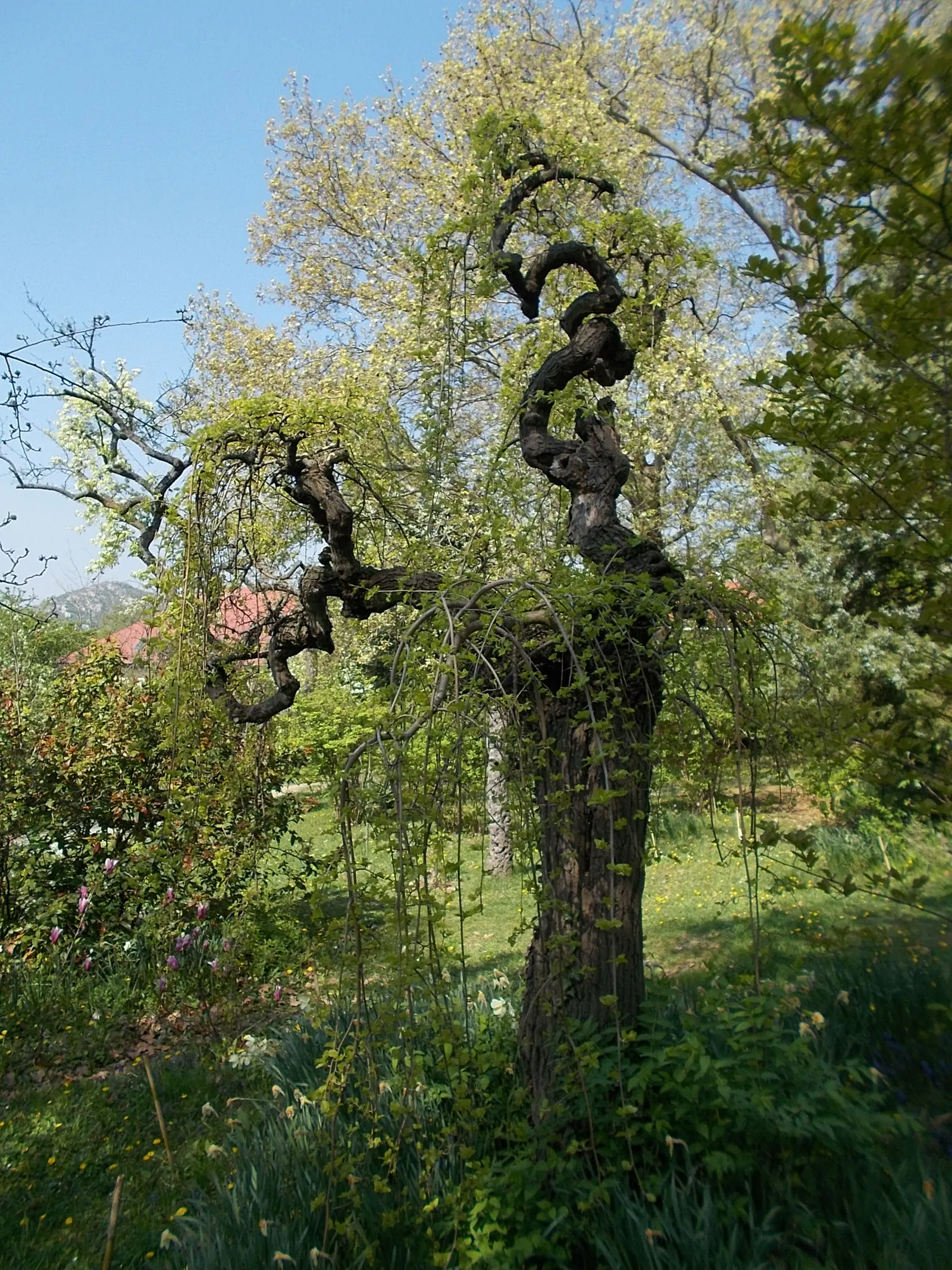Weeping White Mulberry (Morus Alba 'Pendula') — 'Pendula' often produces fewer fruits
