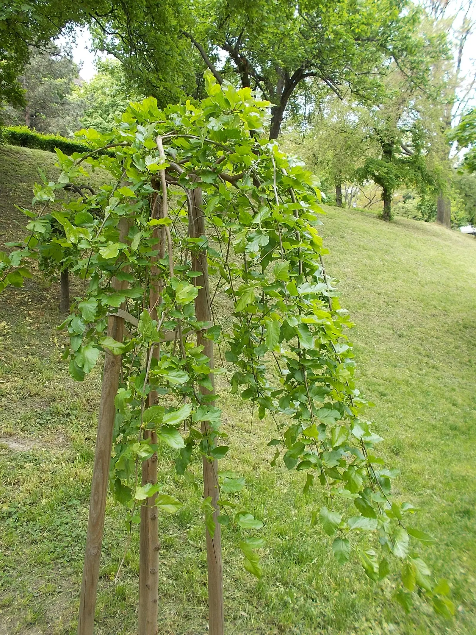 Weeping White Mulberry (Morus Alba 'Pendula') — consider its mature size for placement