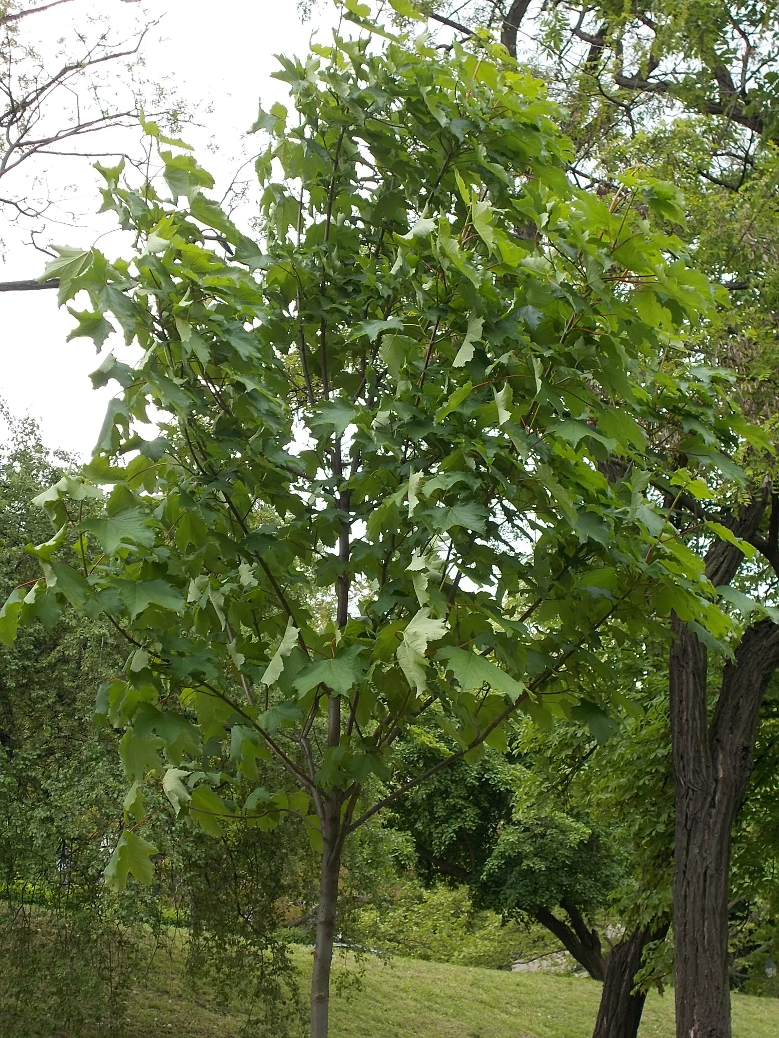 Weeping White Mulberry (Morus Alba 'Pendula') — mature to a deeper hue in summer
