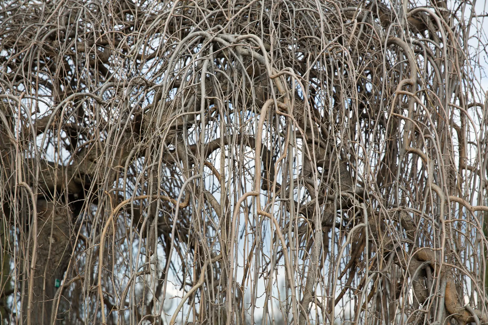 Weeping White Mulberry (Morus Alba 'Pendula') — This cultivar typically grows to a height of 6 to 15 feet with an equal spread