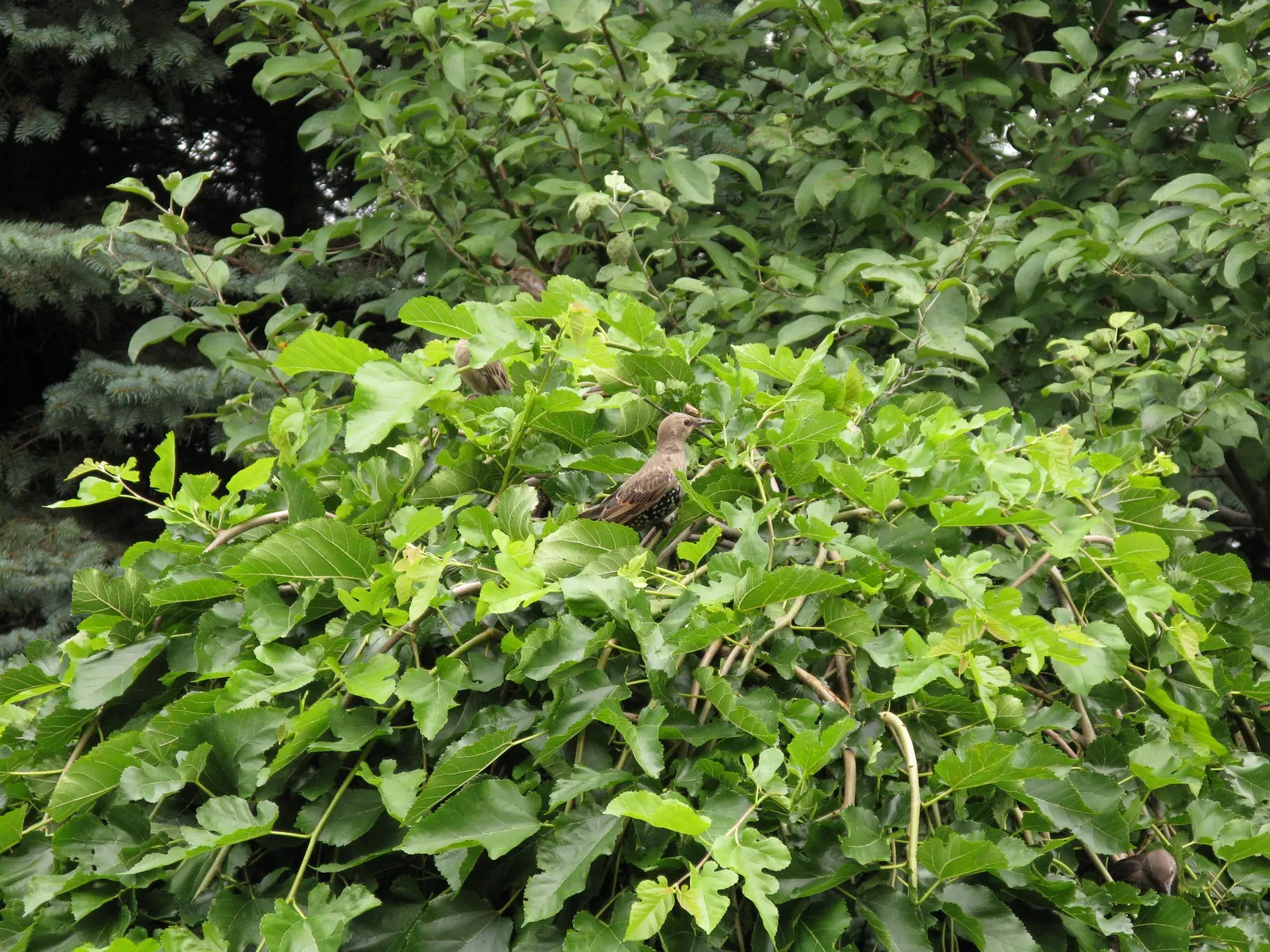 Weeping White Mulberry (Morus Alba 'Pendula') — tree for full