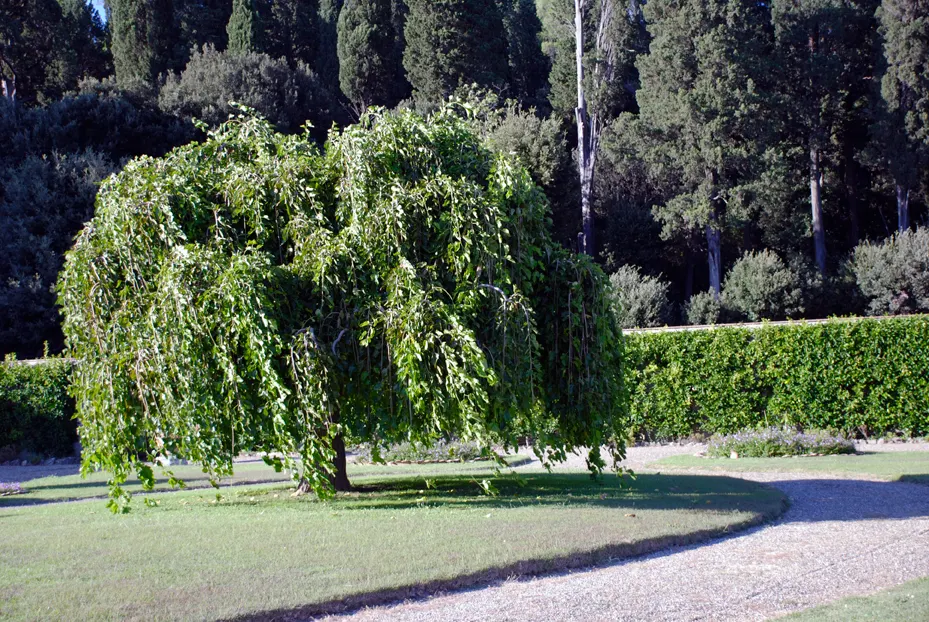 Weeping White Mulberry (Morus Alba 'Pendula') — and preventing unwanted mess.<br><br>For optimum growth