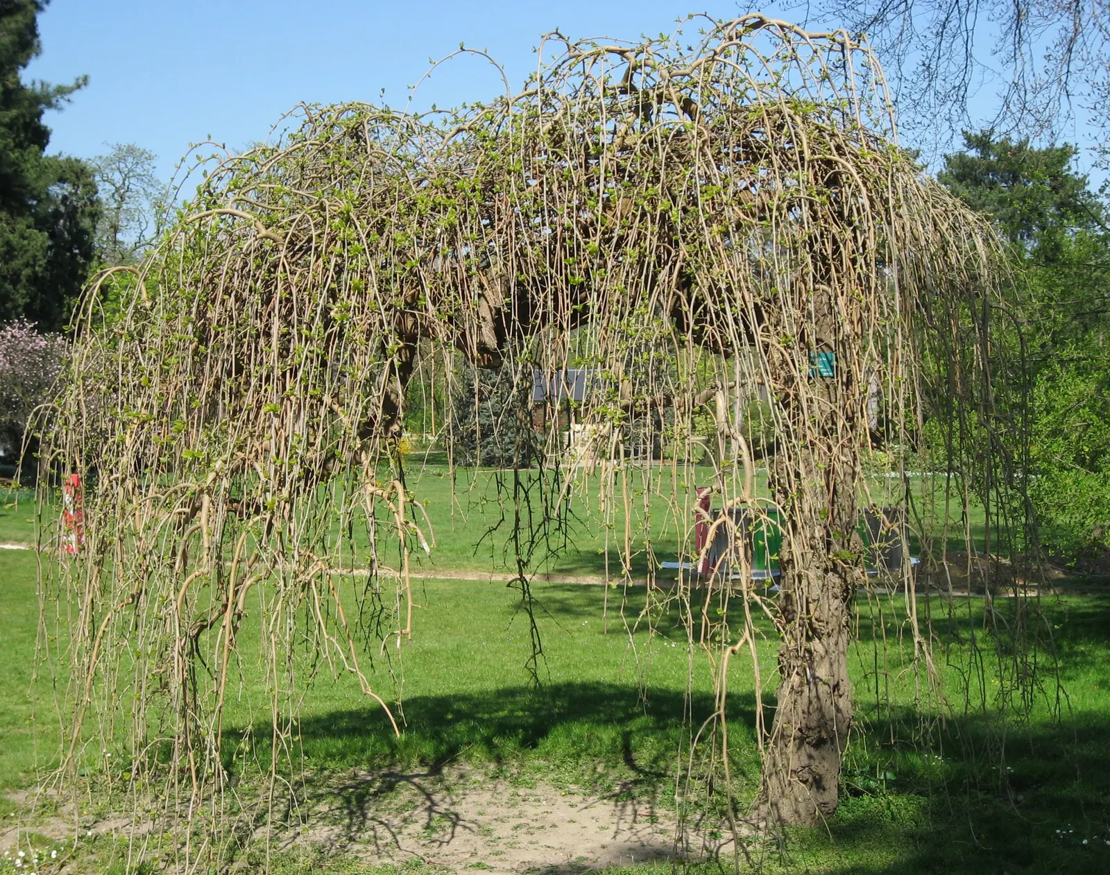 Weeping White Mulberry (Morus Alba 'Pendula') — making it a cleaner choice for residential areas