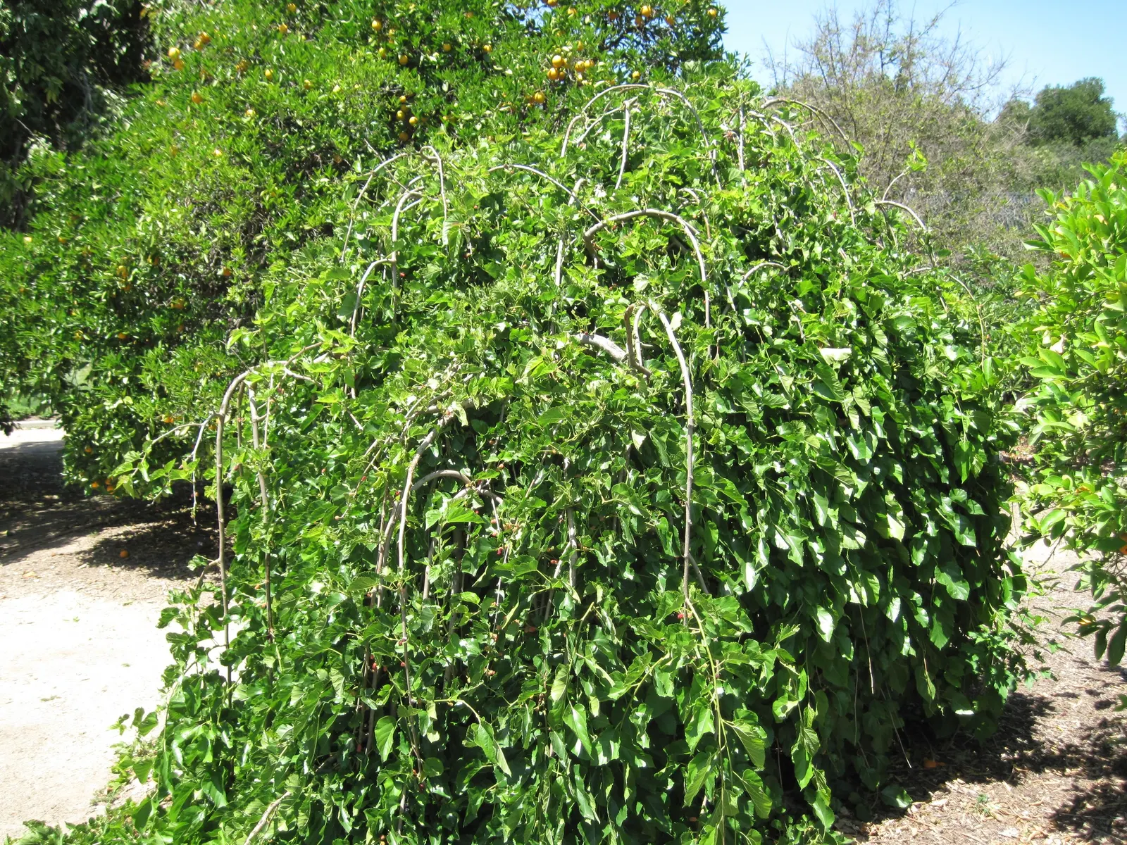Weeping White Mulberry (Morus Alba 'Pendula') — They emerge light green in spring