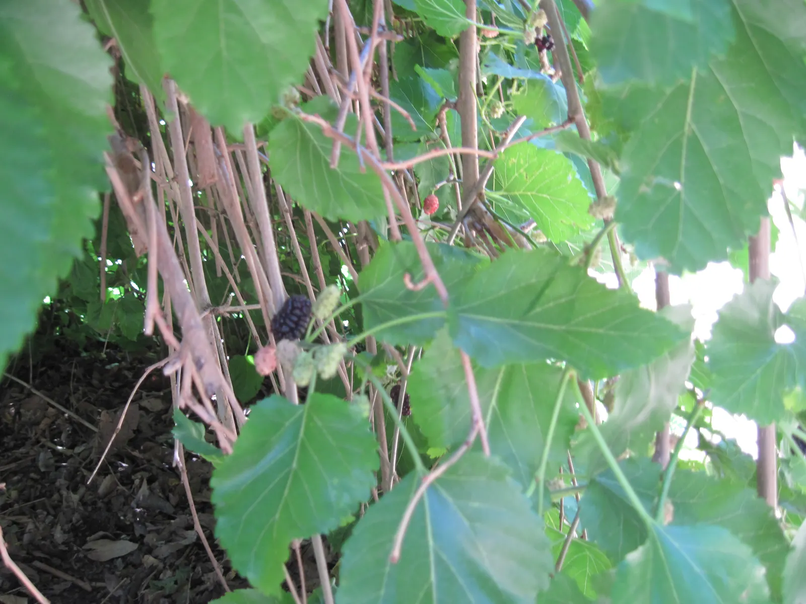 Weeping White Mulberry (Morus Alba 'Pendula') — and turn golden yellow before shedding in the fall