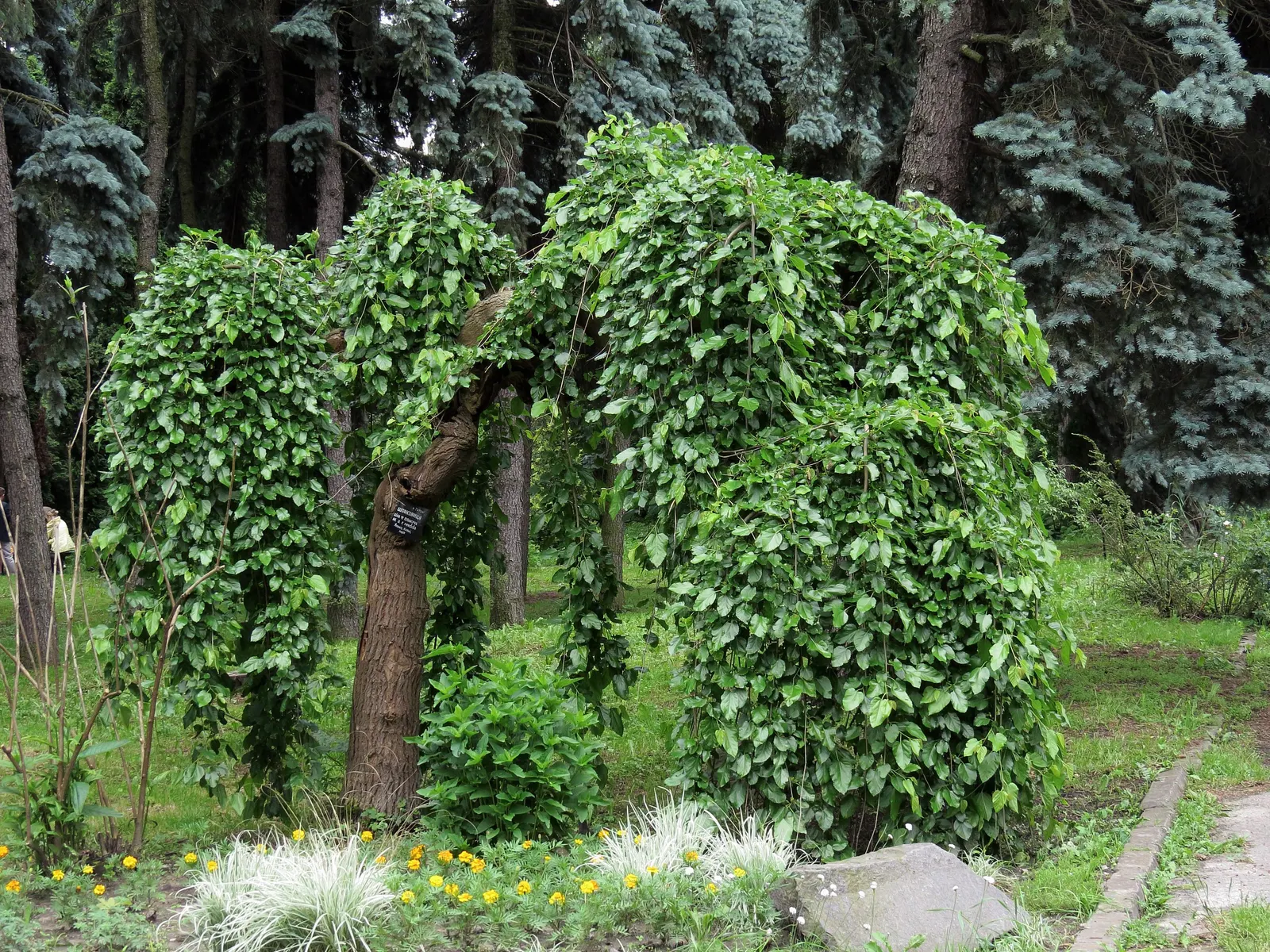 Weeping White Mulberry (Morus Alba 'Pendula') — is an exquisite deciduous feature tree that offers visual interest throughout the seasons