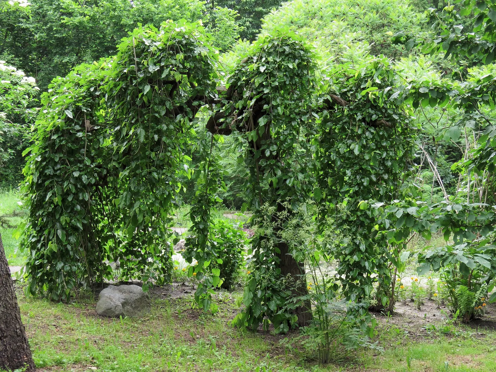 Weeping White Mulberry (Morus Alba 'Pendula') — A dwarf variety, it typically reaches 10 to 15 feet in height, spreading equally wide
