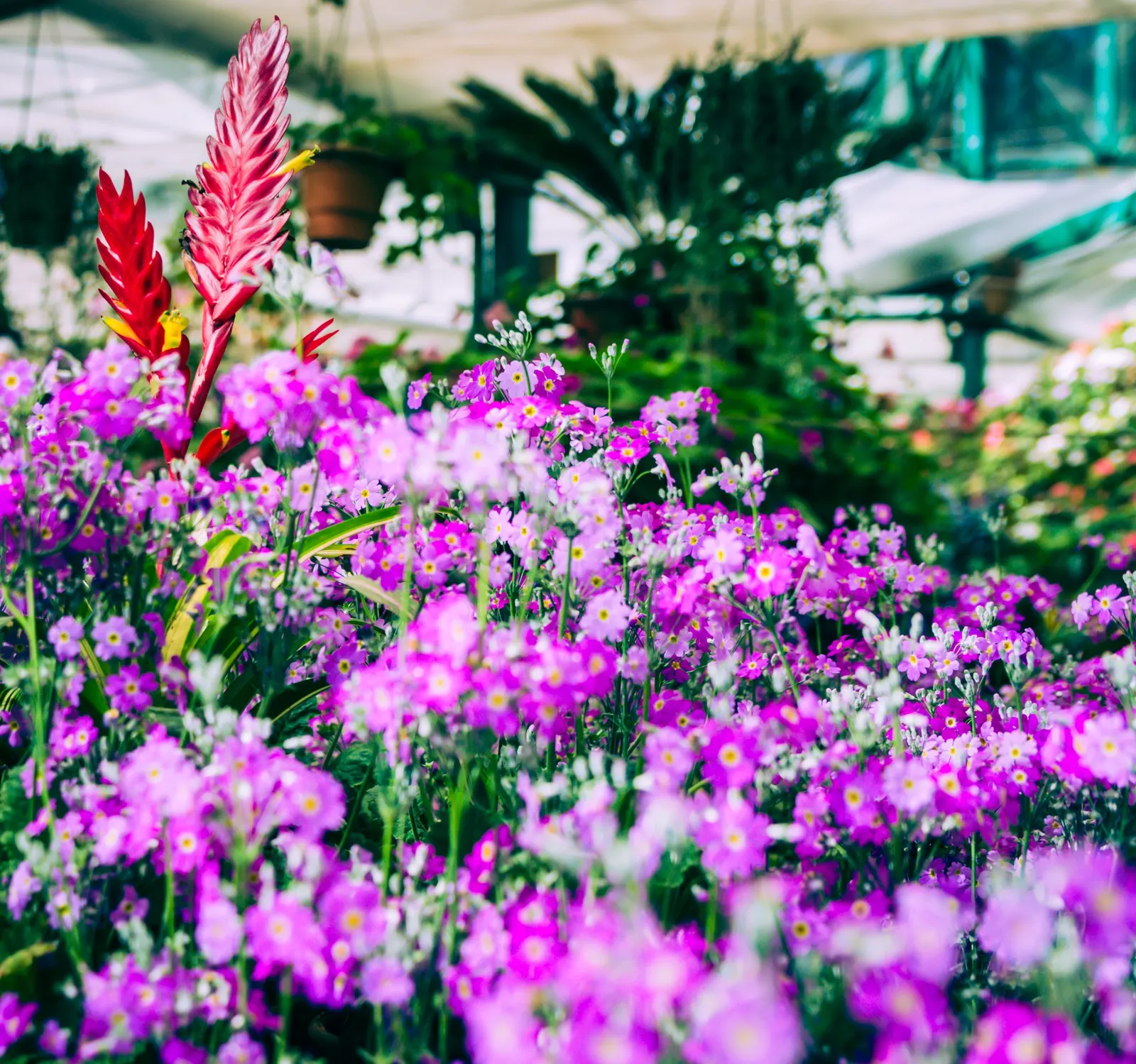 German Primrose (Primula Obconica) — blue and red and yellow flowers in the garden