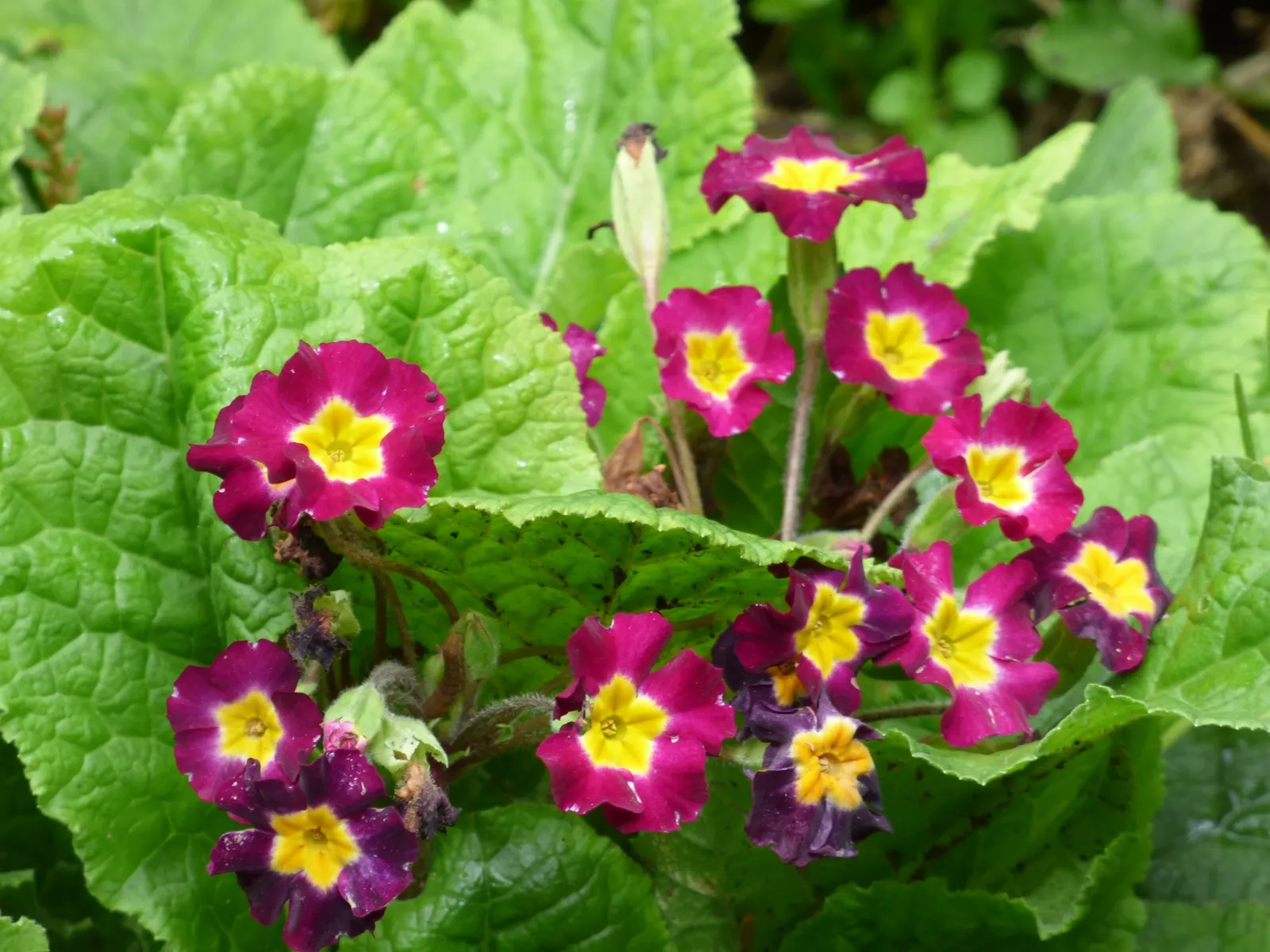 German Primrose (Primula Obconica) — the German Primrose produces a profusion of delicate blossoms