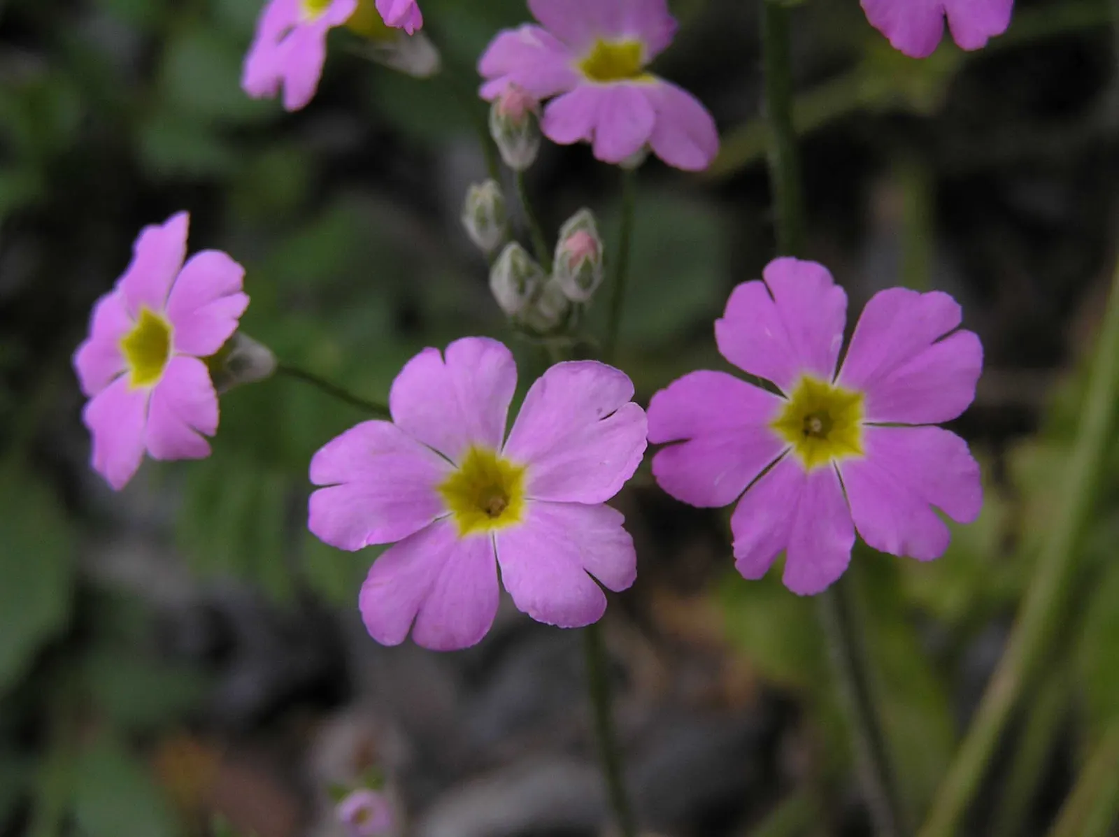 German Primrose (Primula Obconica) — Note: Wear gloves; its sap can cause skin irritation
