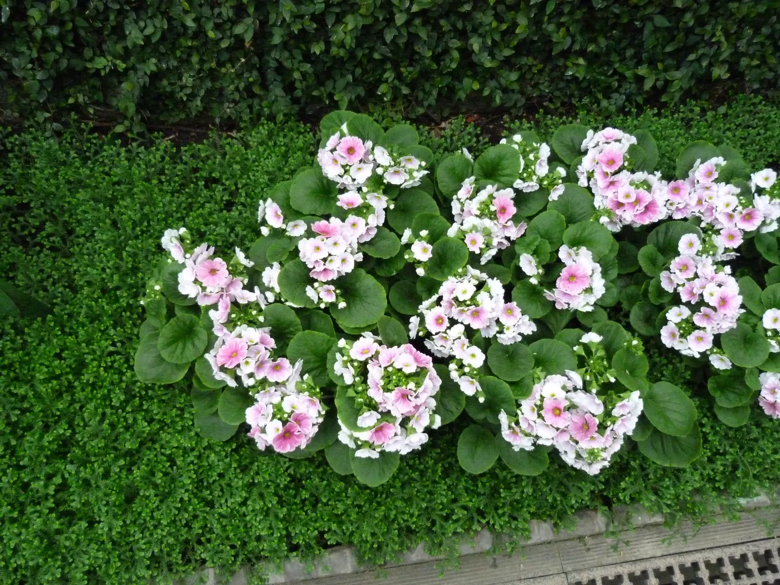 German Primrose (Primula Obconica) — The German Primrose (Primula obconica); reaching an average height between 6 and 12 inches with an equal spread