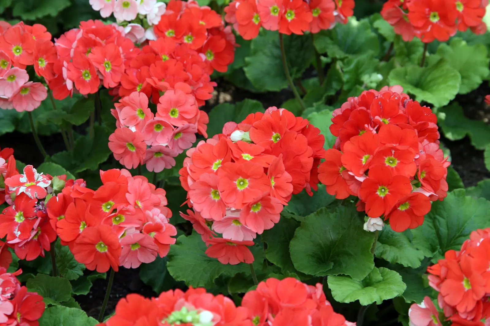 German Primrose (Primula Obconica) — Providing visually-pleasing and low-maintenance greenery