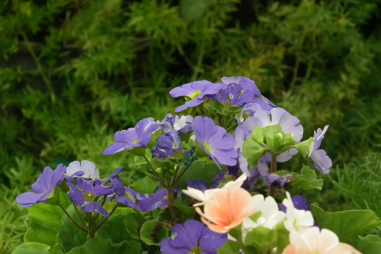 German Primrose (Primula Obconica) — reaching an average height between 6 and 12 inches with an equal spread