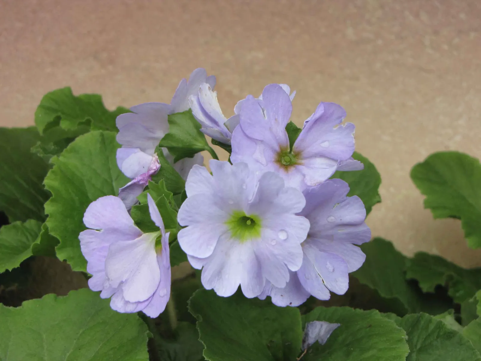 German Primrose (Primula Obconica) — Note: Wear gloves; its sap can cause skin irritation; it blooms mainly in late winter to spring