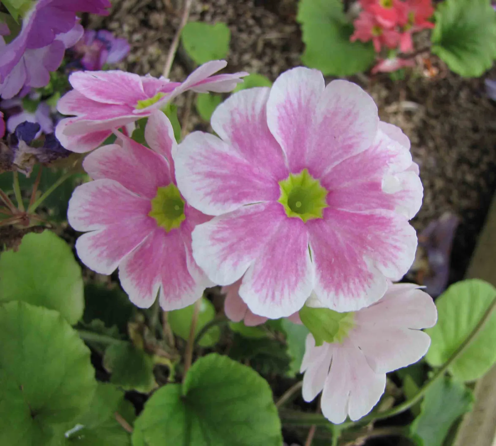 German Primrose (Primula Obconica) — The blooms come in a rich palette of colors