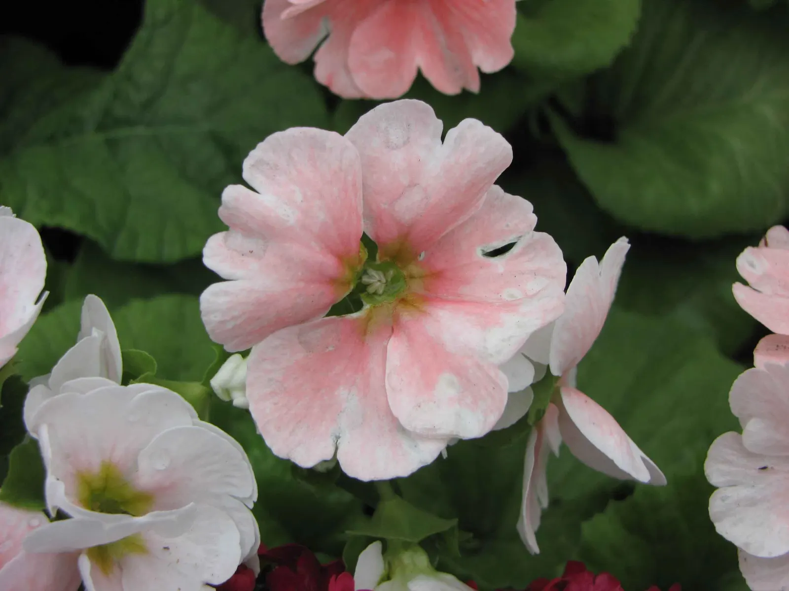 German Primrose (Primula Obconica) — boasting lush foliage and clusters of delicate flowers in various hues; adding a vibrant touch to cool-season landscapes