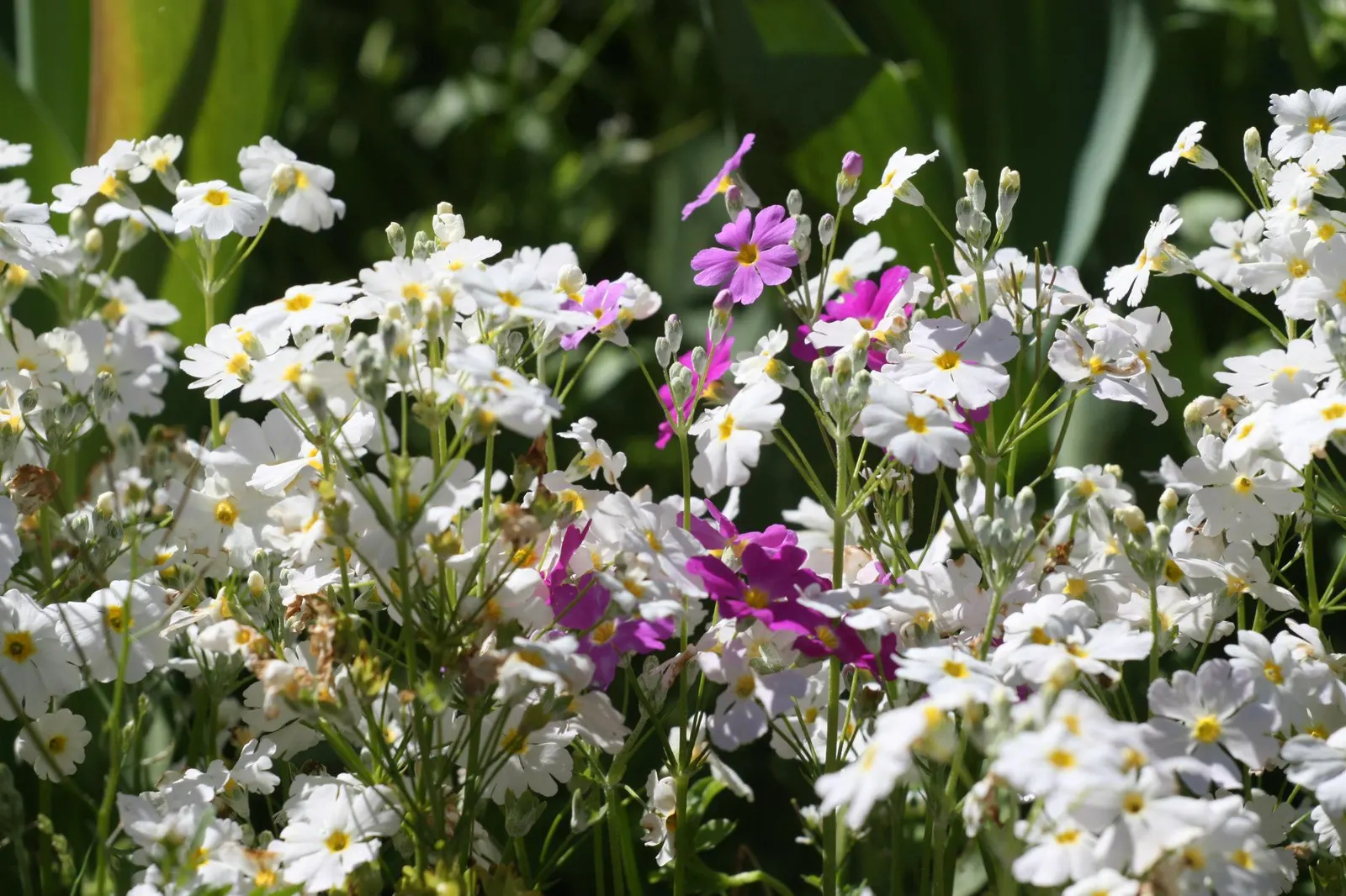 German Primrose (Primula Obconica) — well-draining soil with a slightly acidic to neutral pH