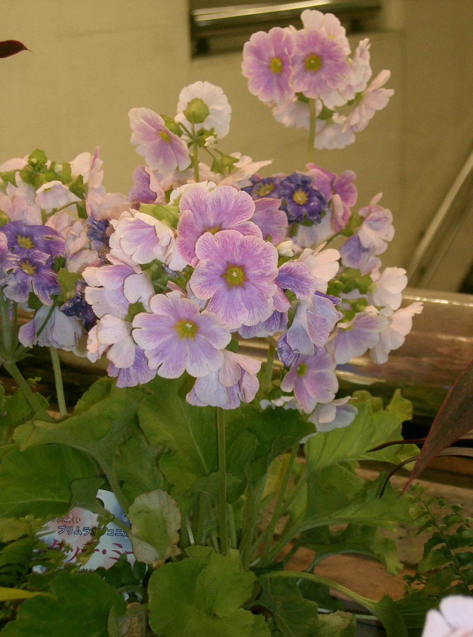 German Primrose (Primula Obconica) — flourishing predominantly in the cooler climates of USDA hardiness zones 6 through 9