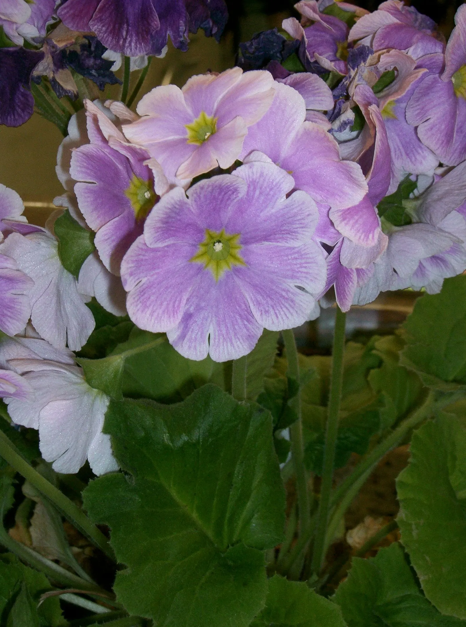 German Primrose (Primula Obconica) — It's worthy to note that the plant contains primin