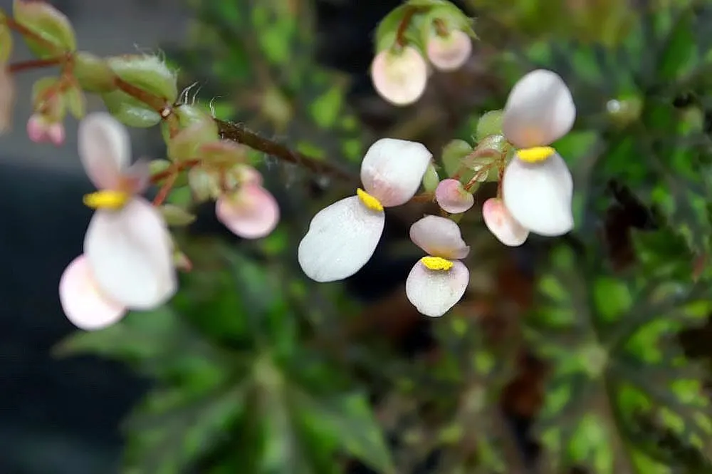 German Primrose (Primula Obconica) — flourishing predominantly in the cooler climates of USDA hardiness zones 6 through 9; textural ground cover or a