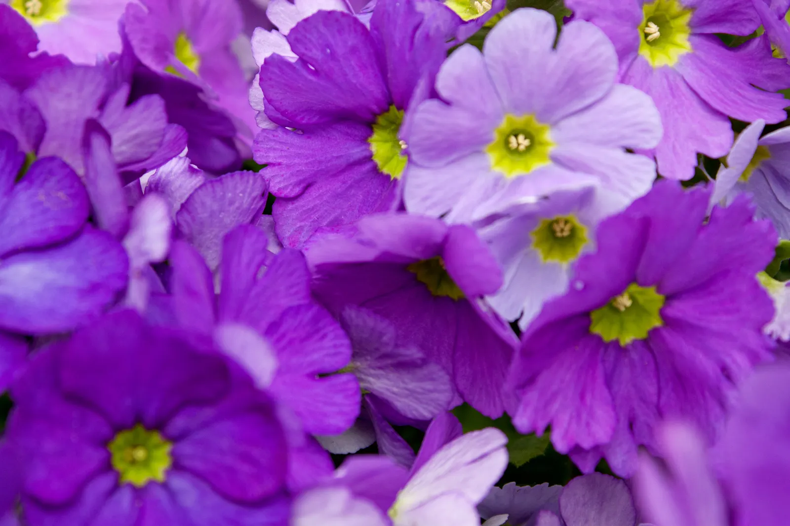 German Primrose (Primula Obconica) — hence gloves are recommended when handling.<br><br>Included in a landscape design