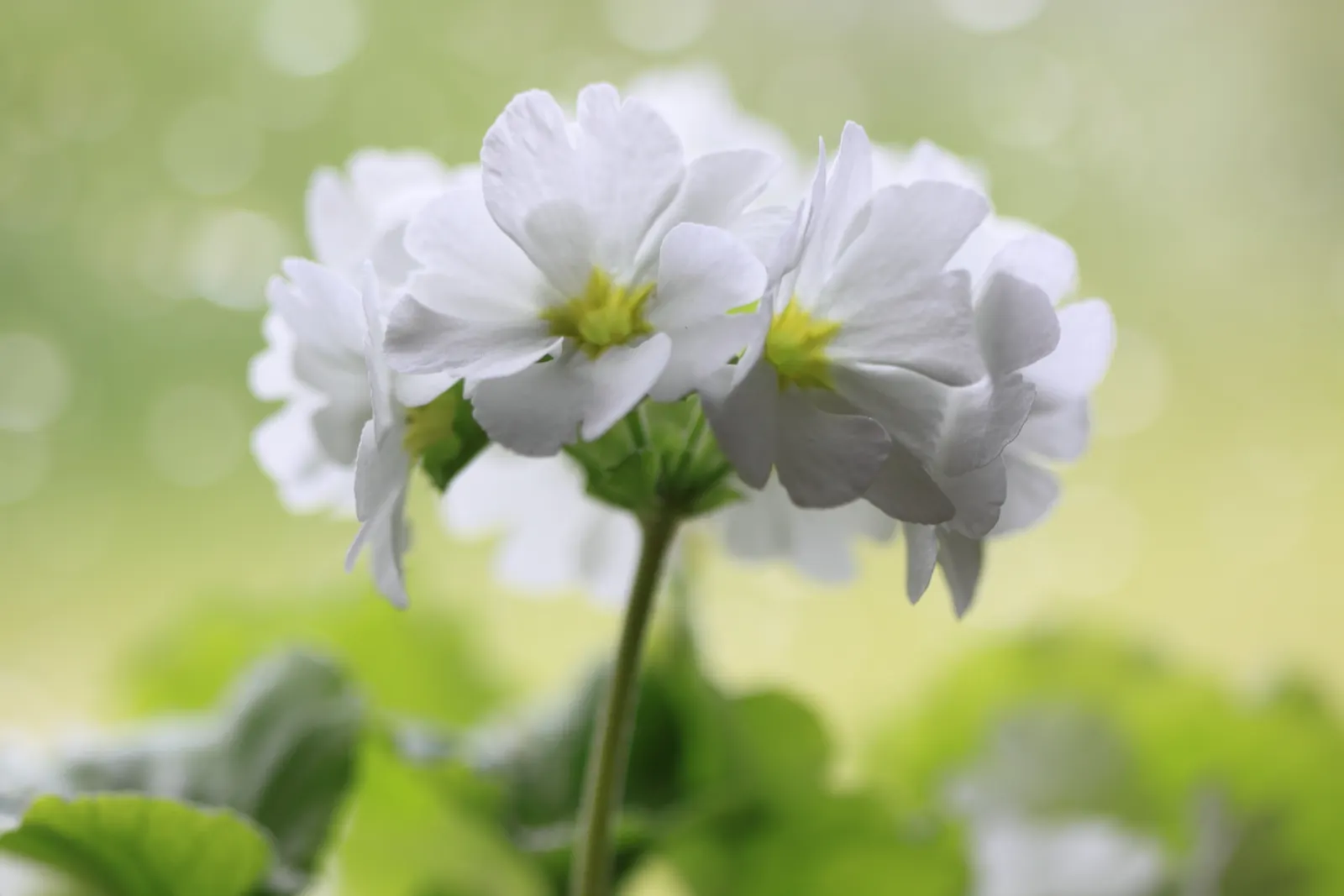 German Primrose (Primula Obconica) — textural ground cover or a captivating border plant